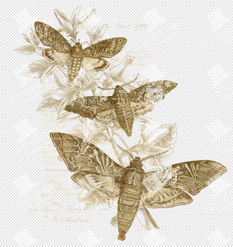 Three Golden Antique Moth Engravings On Transparent Botanical Background With Faded Text Overlay