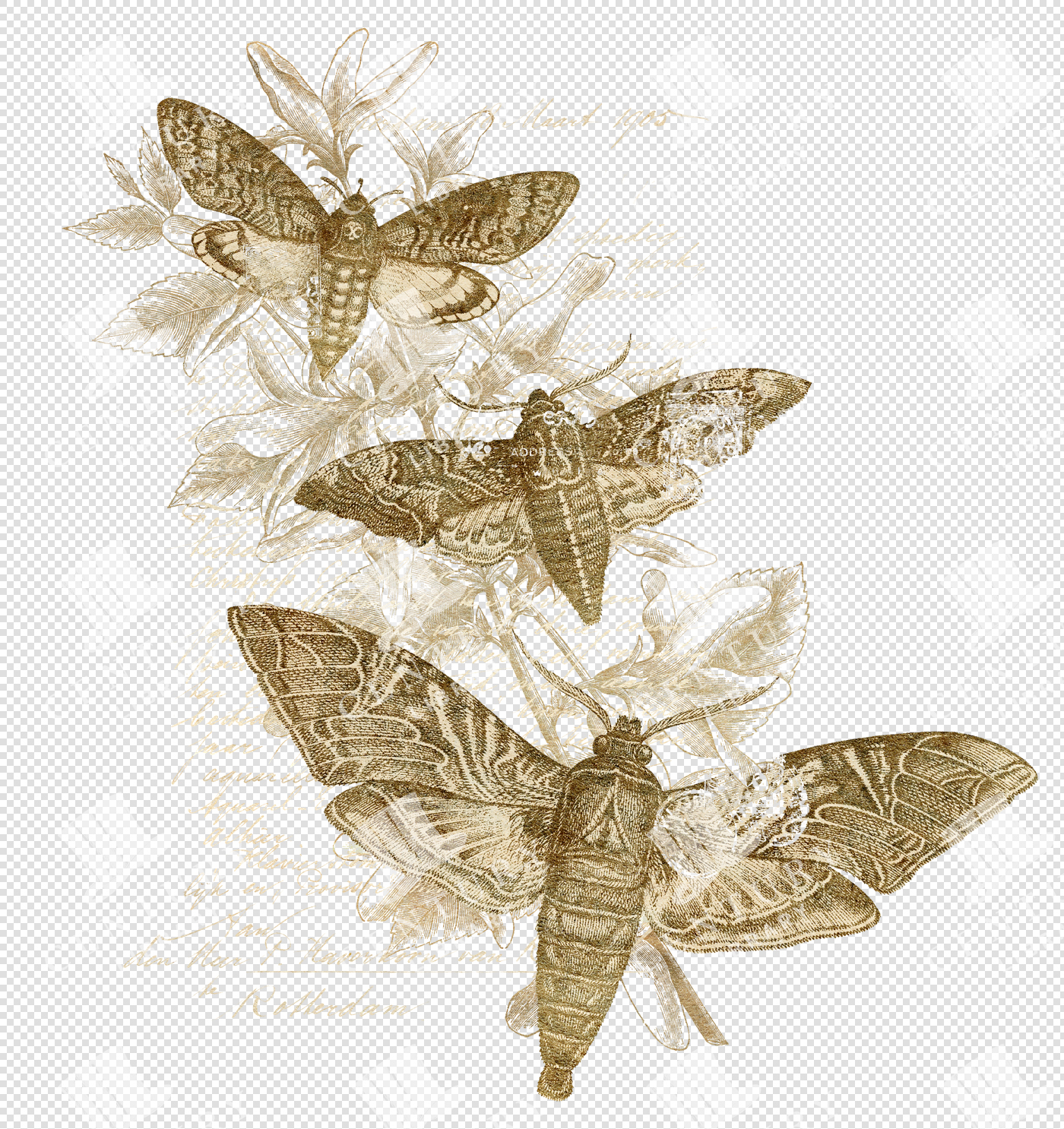 Three Golden Antique Moth Engravings On Transparent Botanical Background With Faded Text Overlay
