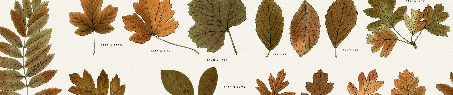 Header-1