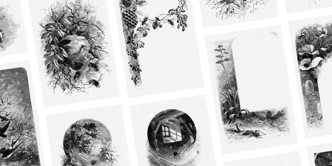 Nature-inspired-botanical-illustrations