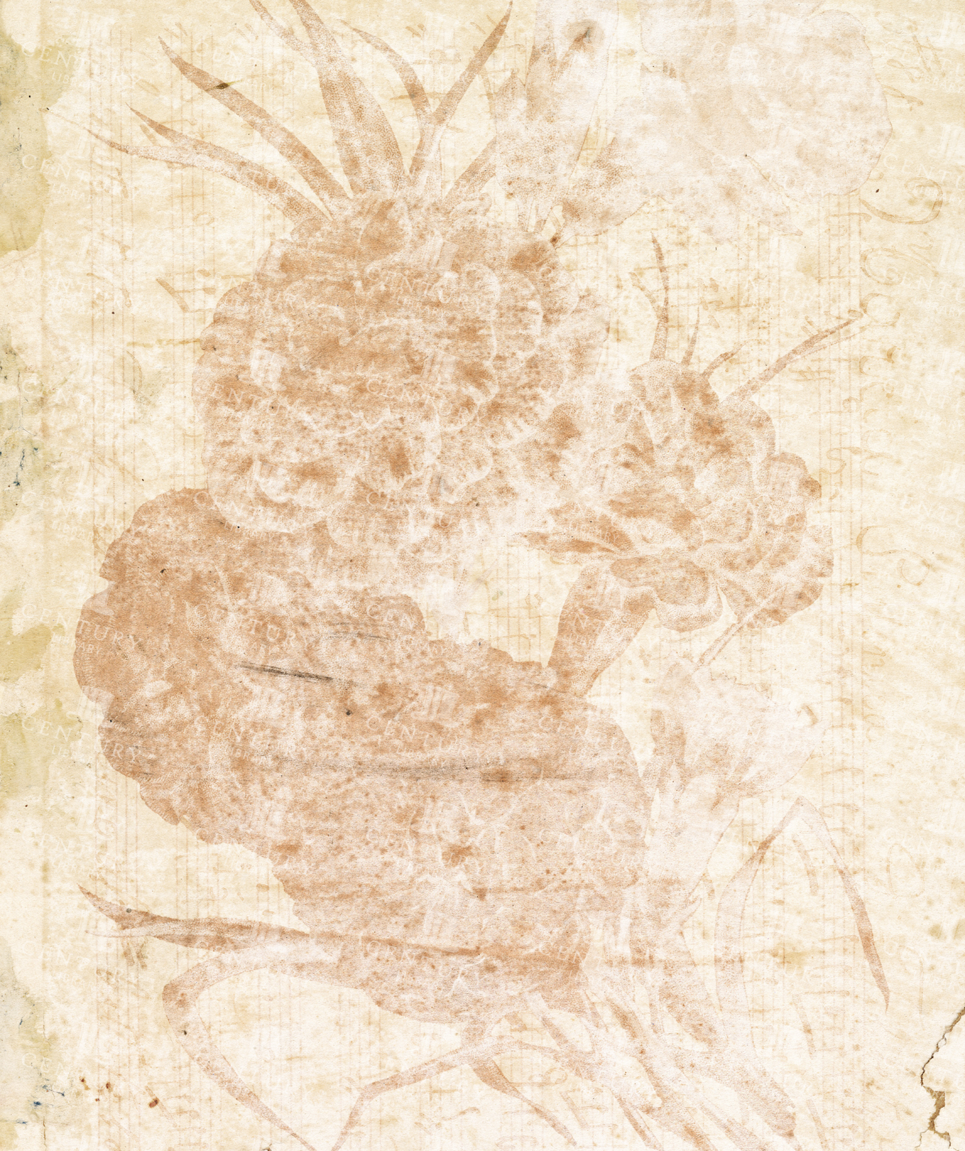 Faded Botanical Print Texture with Sepia Flowers on Aged Paper Background