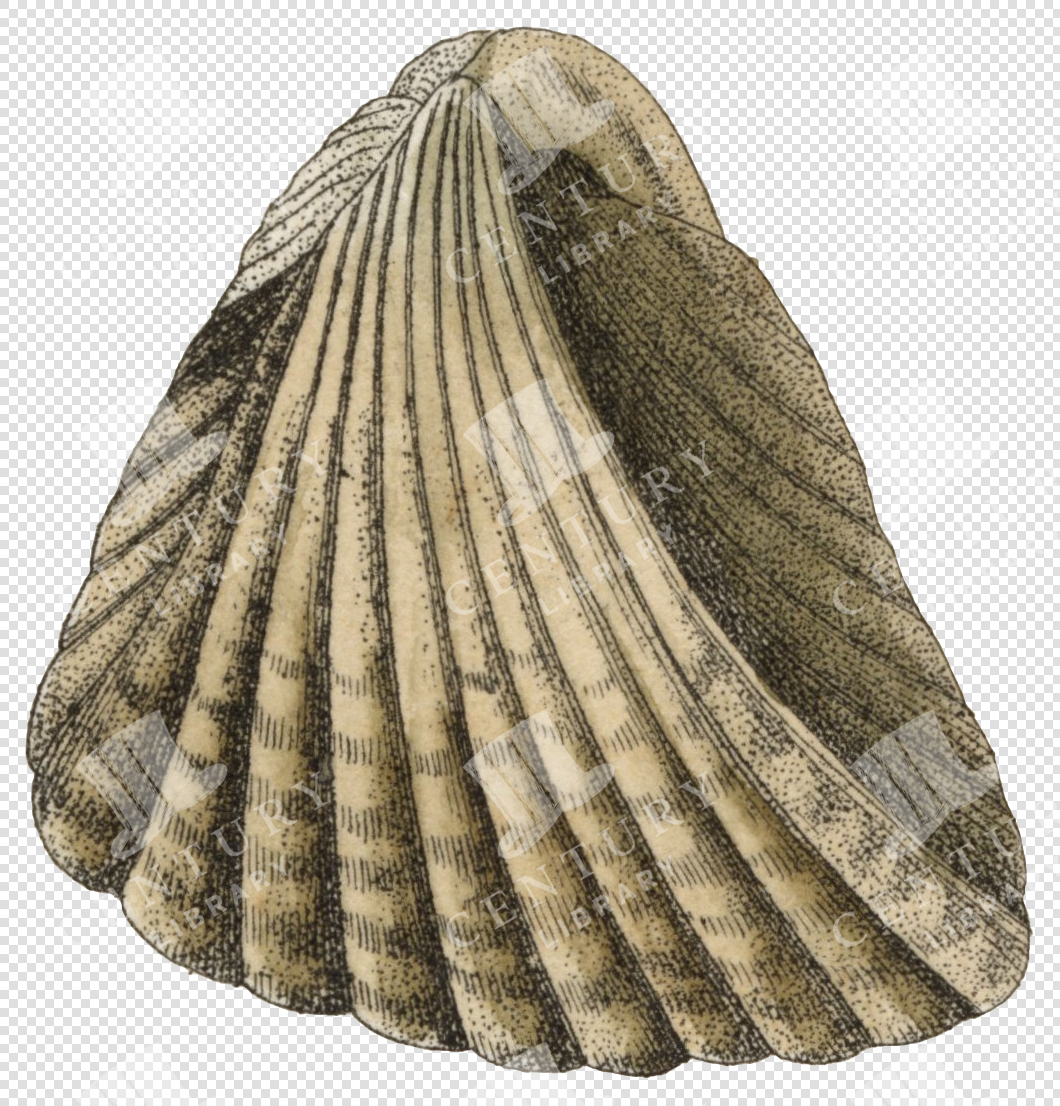 Striped Beige and Brown Sea Shell PNG Illustration with Ridged Texture