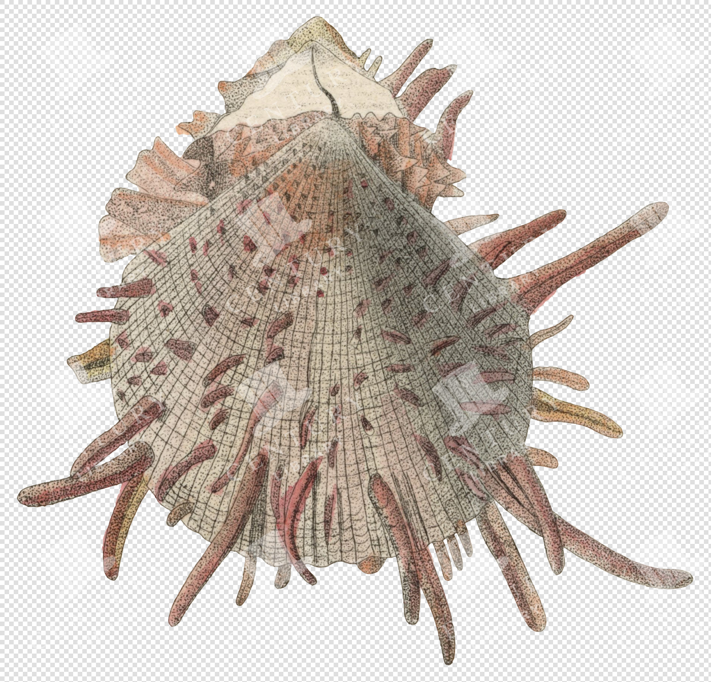 Spiny Red and Beige Sea Shell PNG Illustration with Textured Surface and Transparent Background