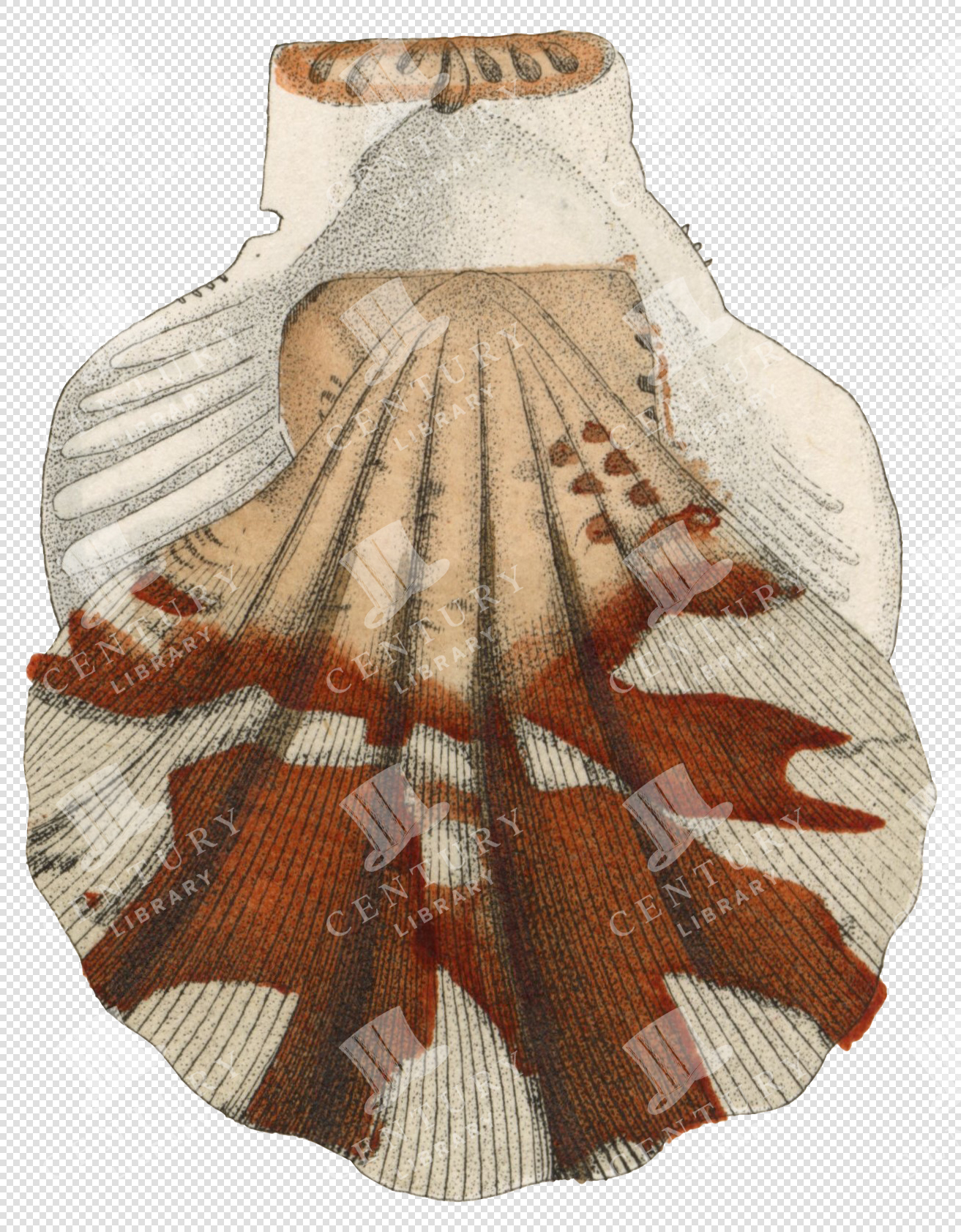 Beige and Red Scallop Shell PNG Illustration with Radiating Lines and Transparent Background