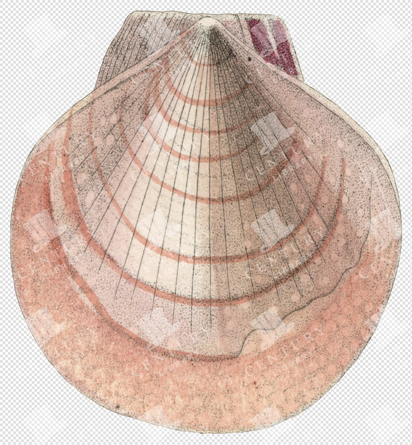 Pink and Beige Scallop Shell PNG Illustration with Fine Radiating Lines and Transparent Background