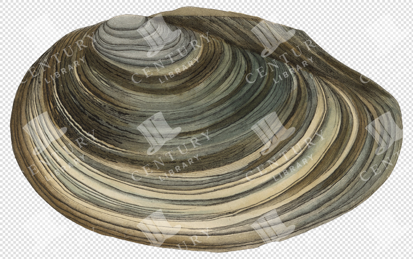 Layered Brown and Beige Clam Shell PNG Illustration with Concentric Ring Texture and Transparent Background