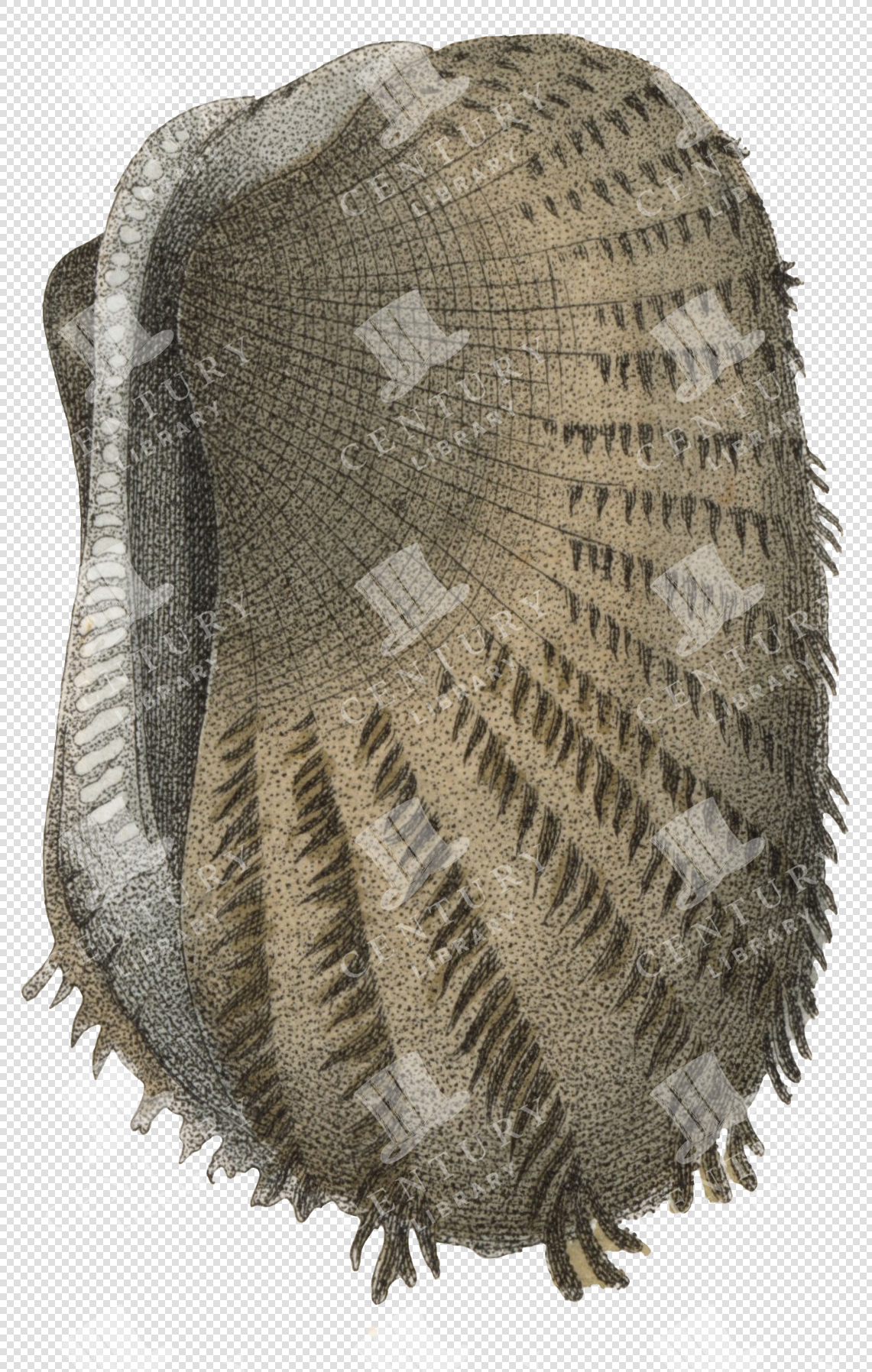 Beige and Brown Textured Sea Shell PNG Illustration with Spiked Ridges and Transparent Background