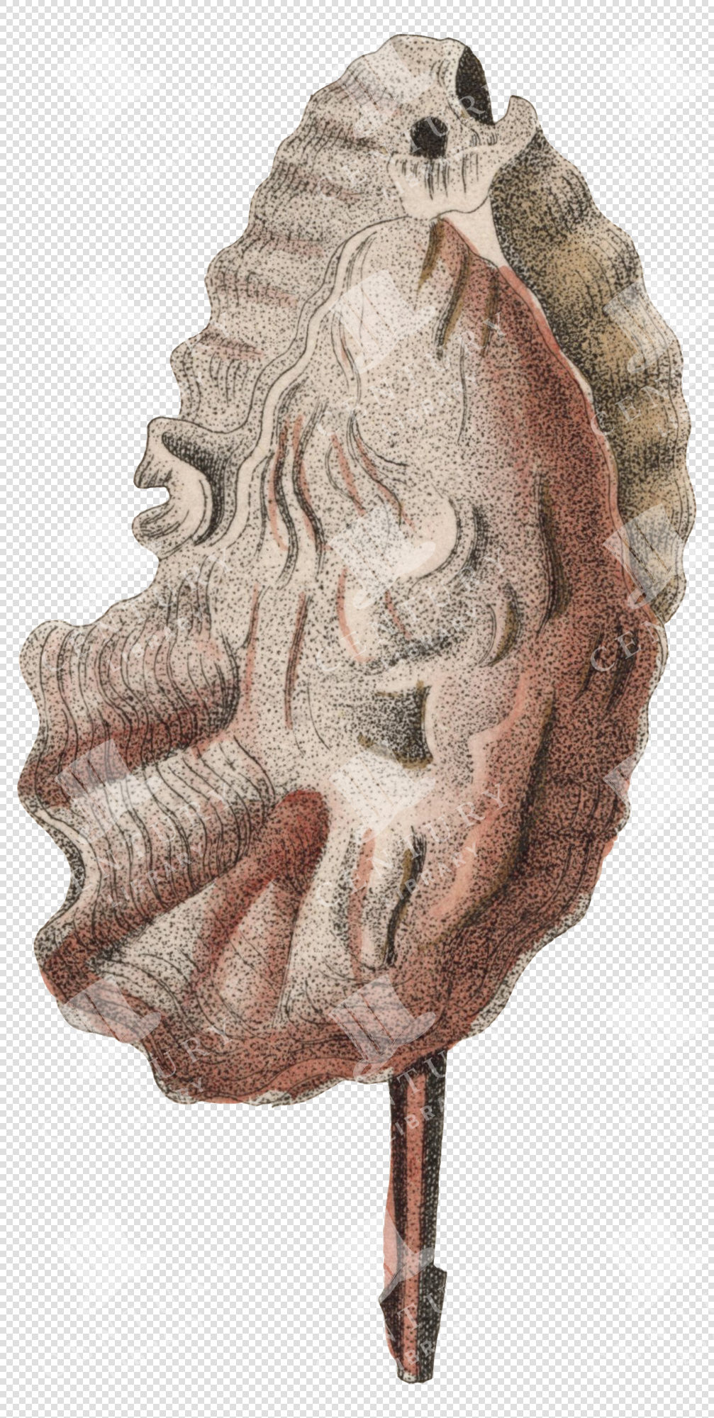 Pink and Beige Wavy Shell PNG Illustration with Textured Surface and Transparent Background