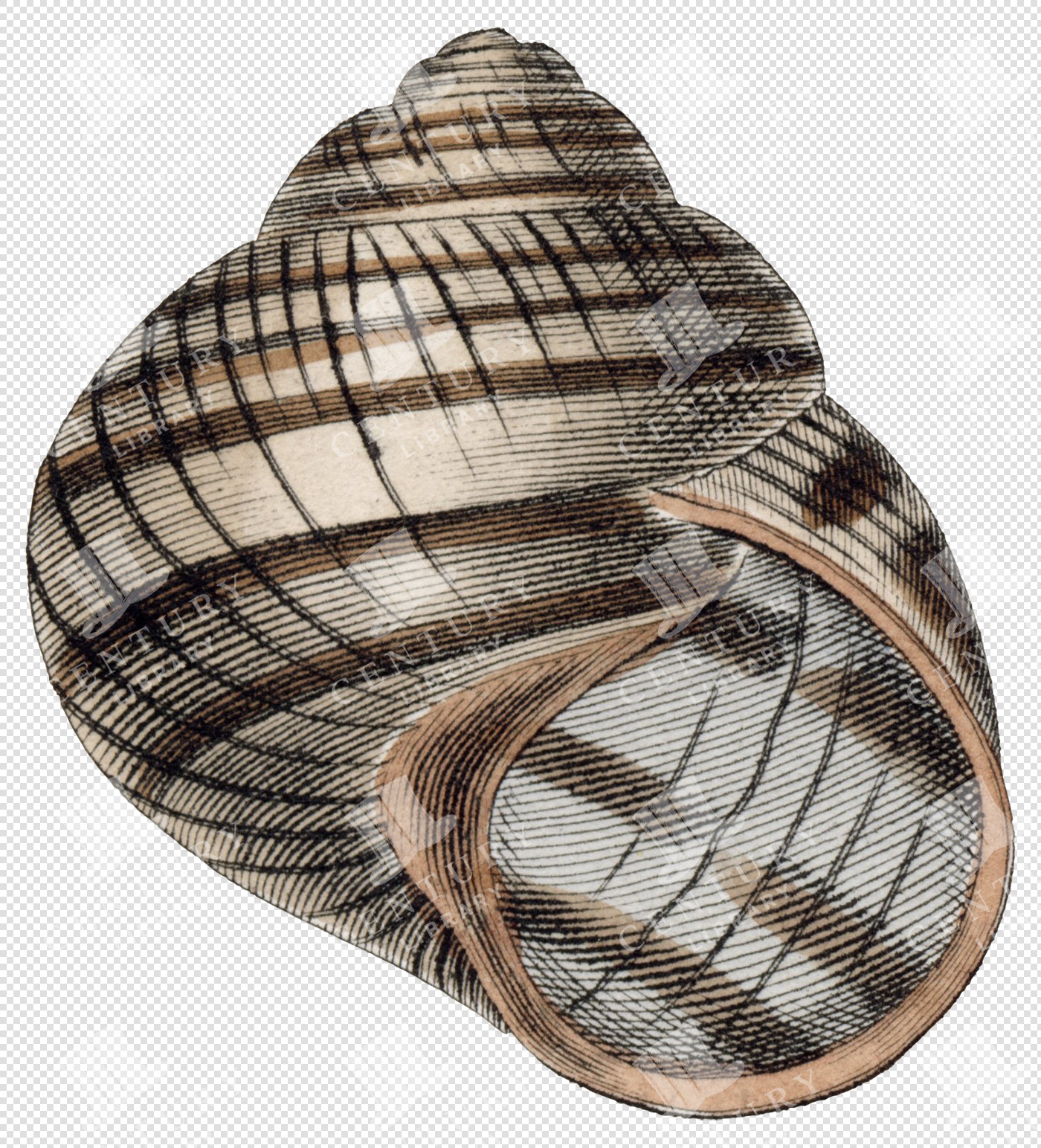 Striped Brown and Beige Spiral Shell PNG Illustration with Textured Surface and Transparent Background