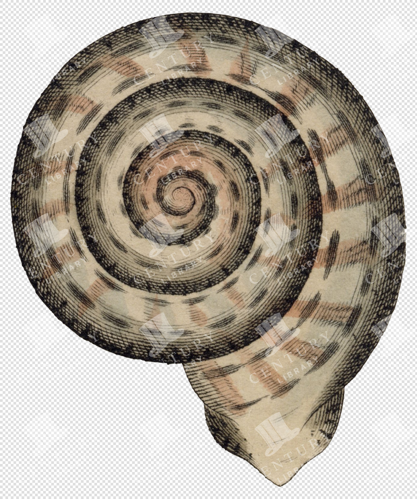 Spiral Beige and Brown Shell PNG Illustration with Concentric Ring Pattern and Transparent Background