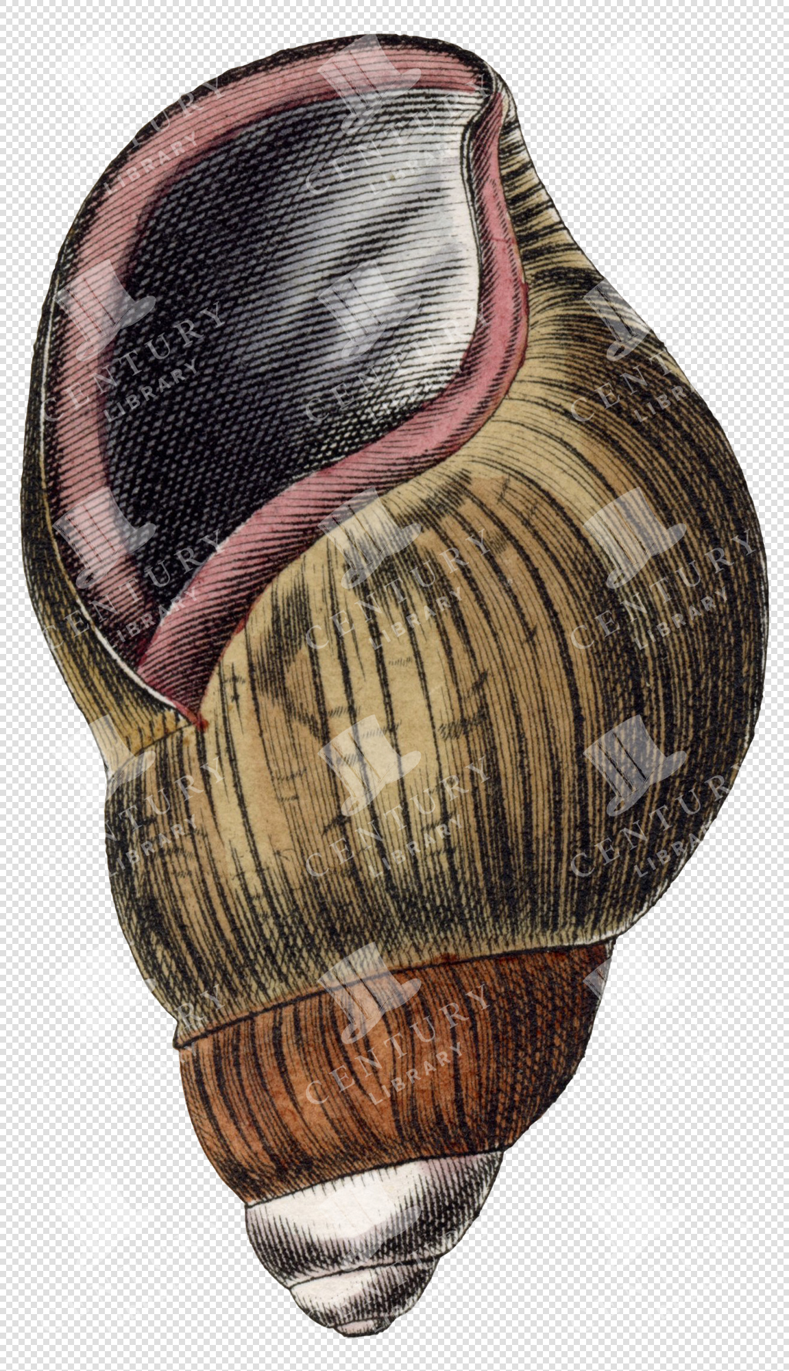 Brown and Pink Spiral Shell PNG Illustration with Striped Texture and Transparent Background