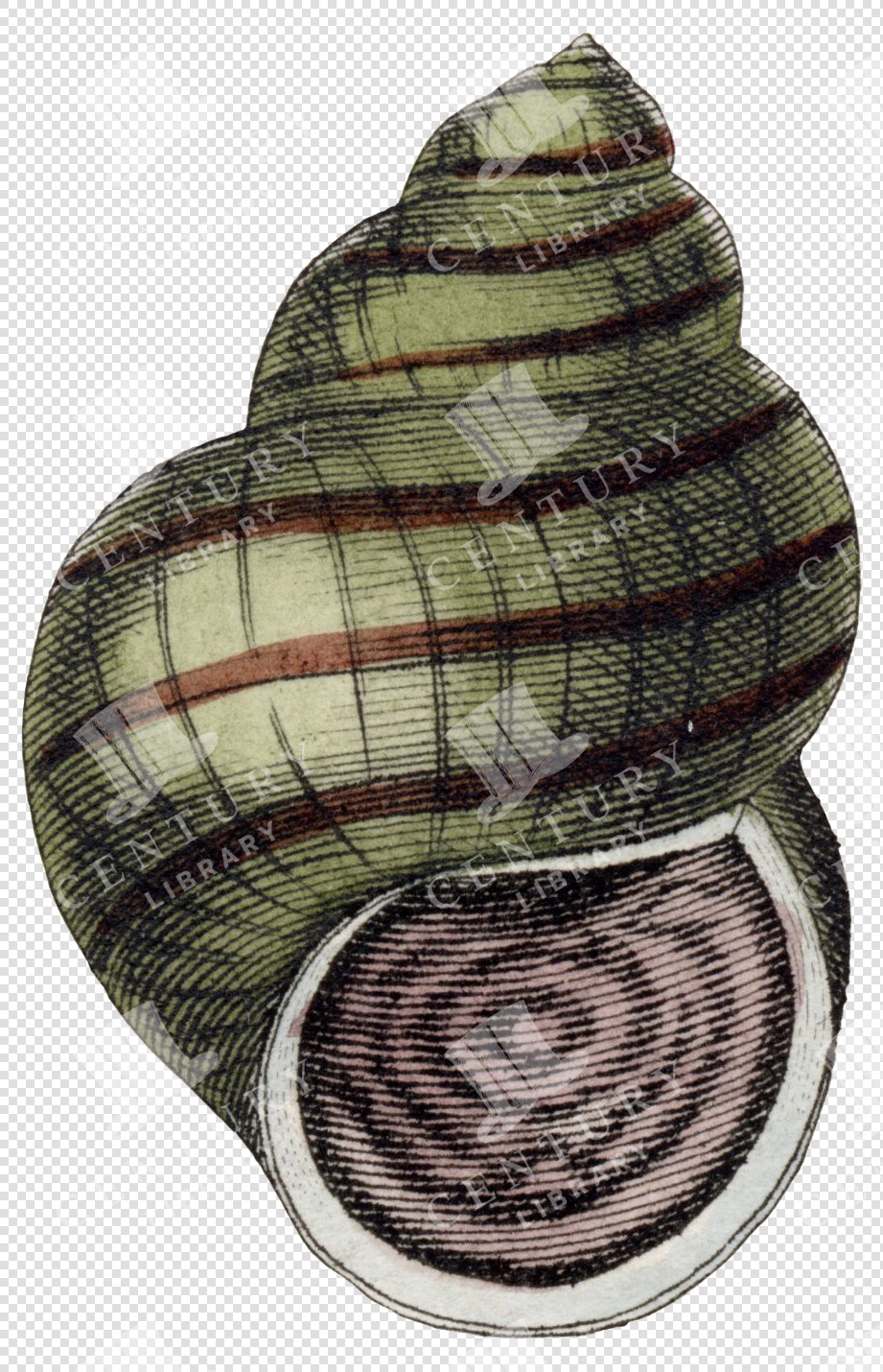 Green and Brown Spiral Shell PNG Illustration with Striped Texture and Transparent Background