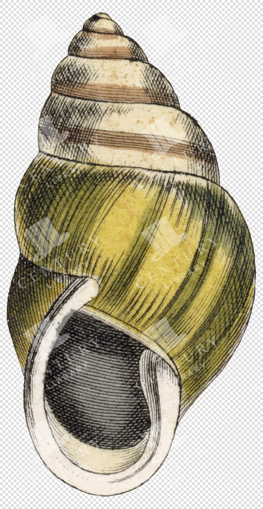 Yellow and Beige Spiral Shell PNG Illustration with Ribbed Texture and Transparent Background