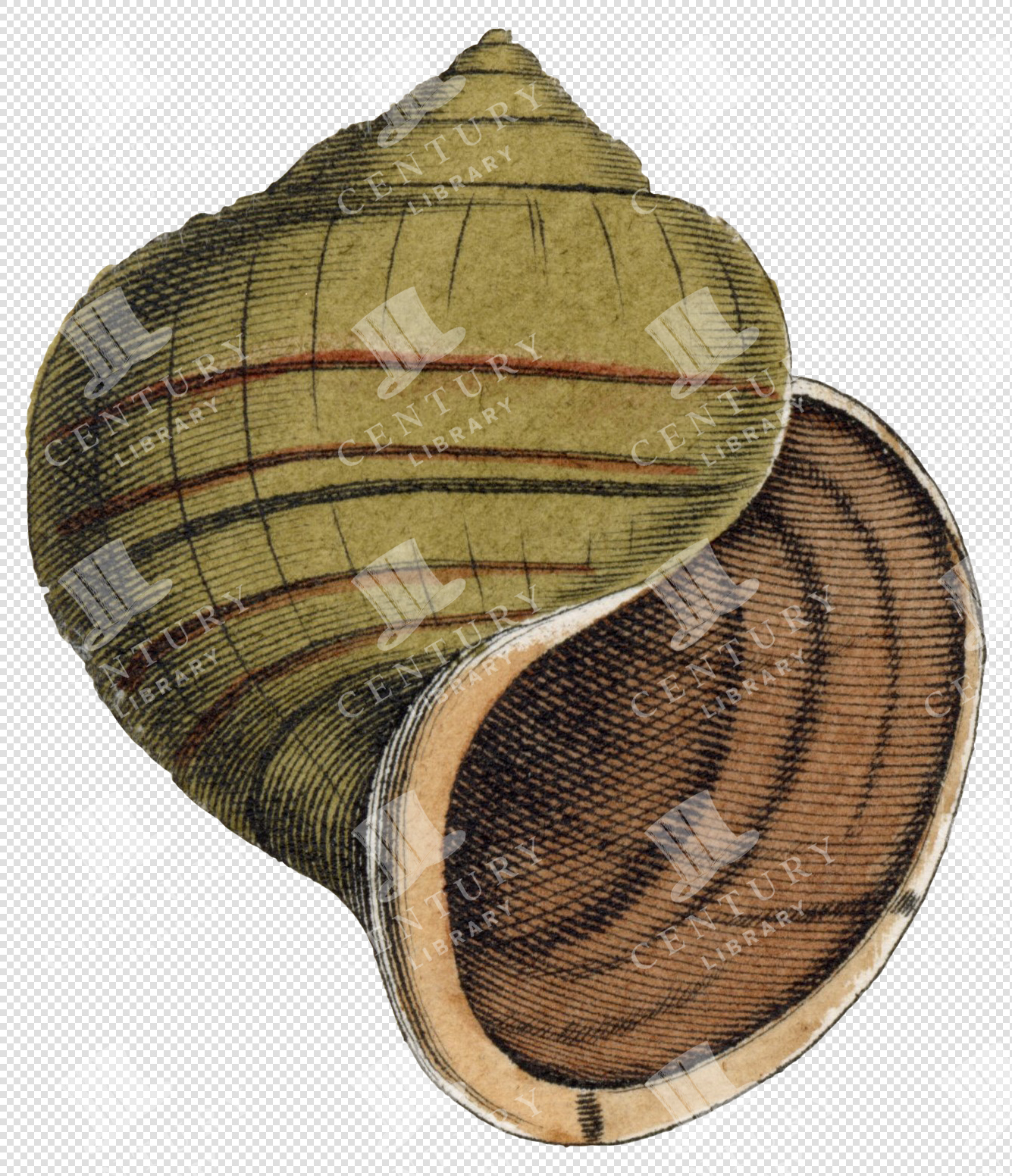 Green and Brown Spiral Shell PNG Illustration with Banded Texture and Transparent Background