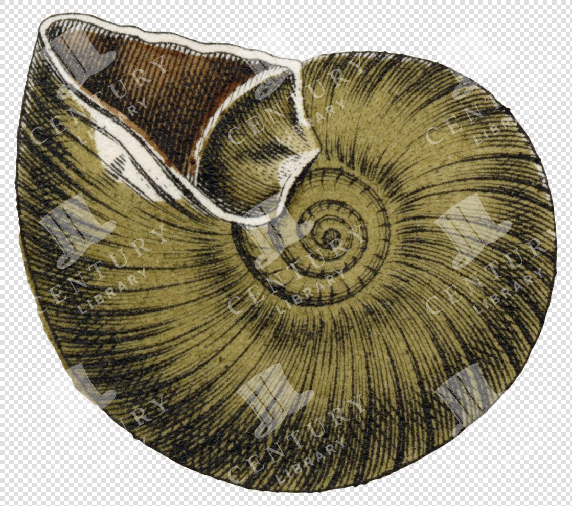 Olive Green Spiral Shell PNG Illustration with Fine Radiating Texture and Transparent Background