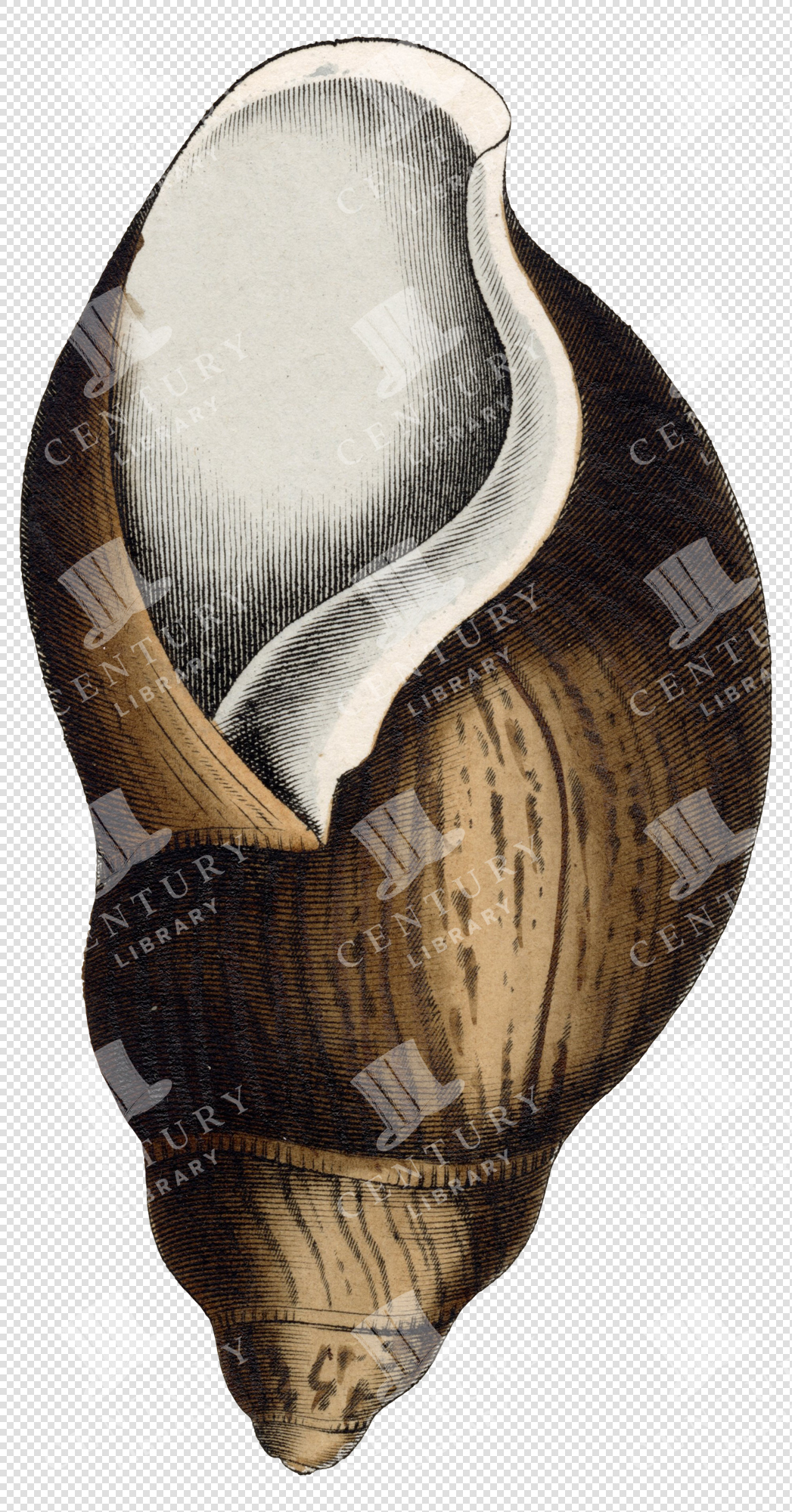 Brown and Beige Spiral Shell PNG Illustration with Smooth Textured Surface and Transparent Background