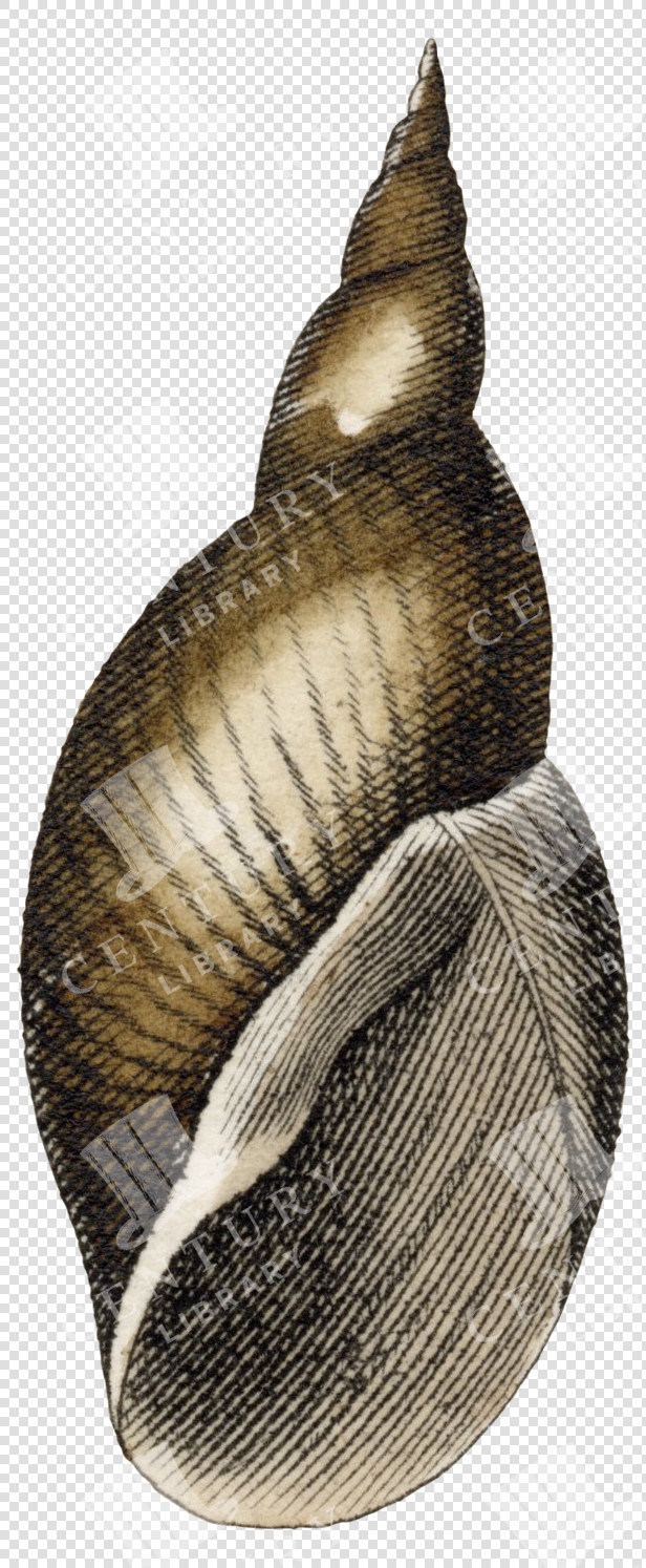 Tapered Brown and Beige Spiral Shell PNG Illustration with Fine Lined Texture and Transparent Background