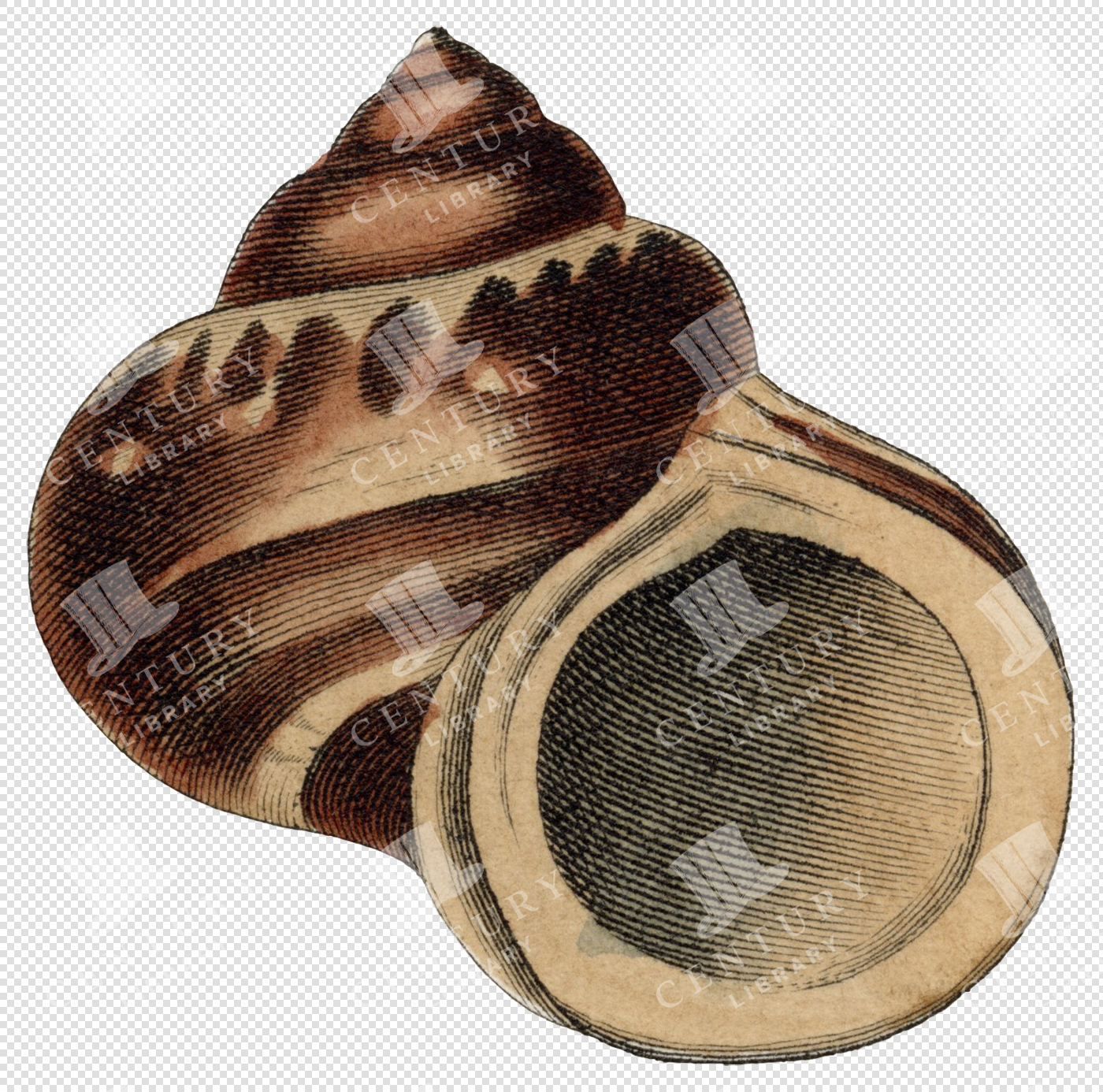 Brown and Beige Striped Spiral Shell PNG Illustration with Bold Pattern and Transparent Background