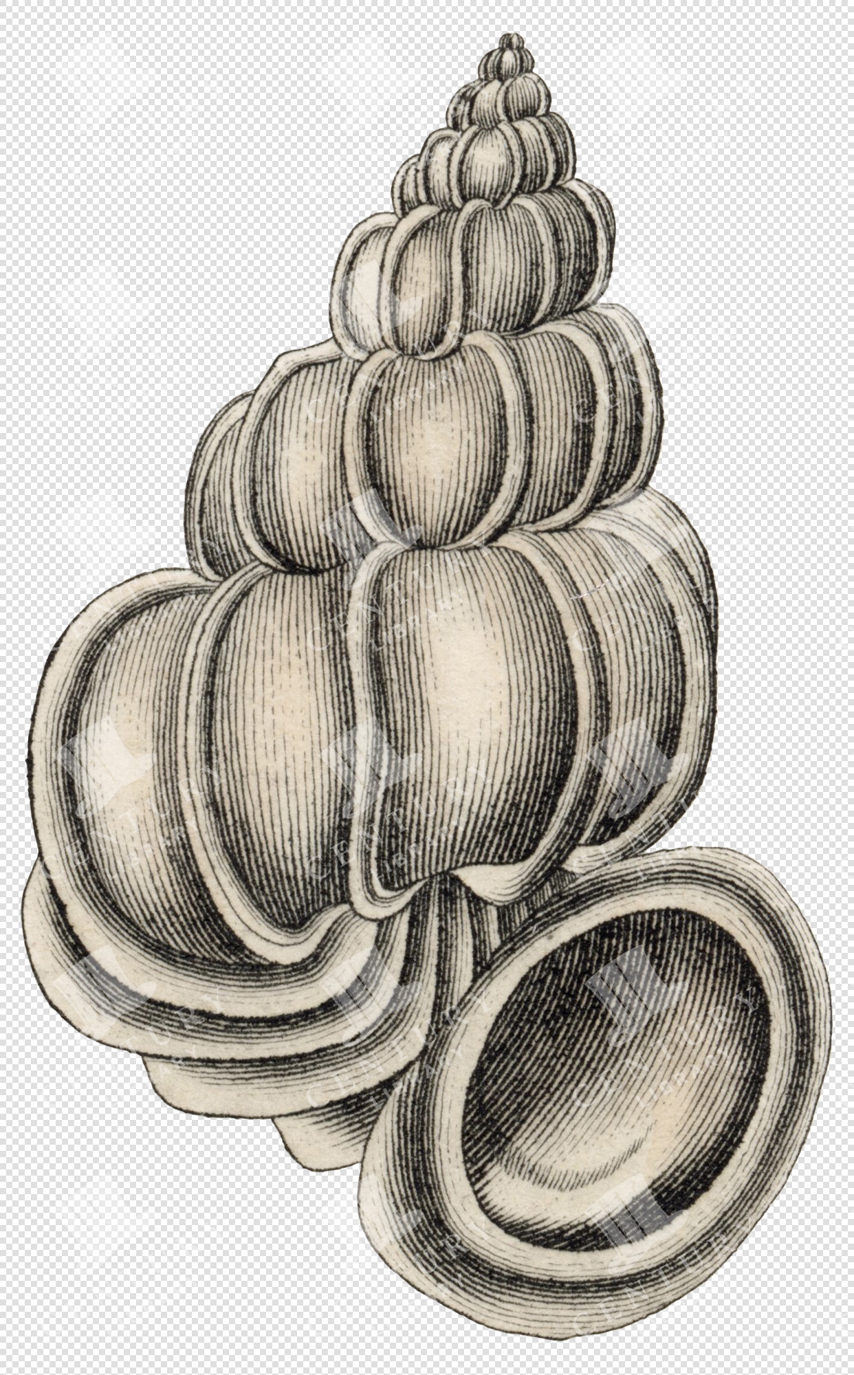 Beige and Black Spiral Shell PNG Illustration with Grooved Textured Surface and Transparent Background