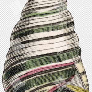 Spiral Sea Snail Shell with Green and Pink Banding – Natural History Study
