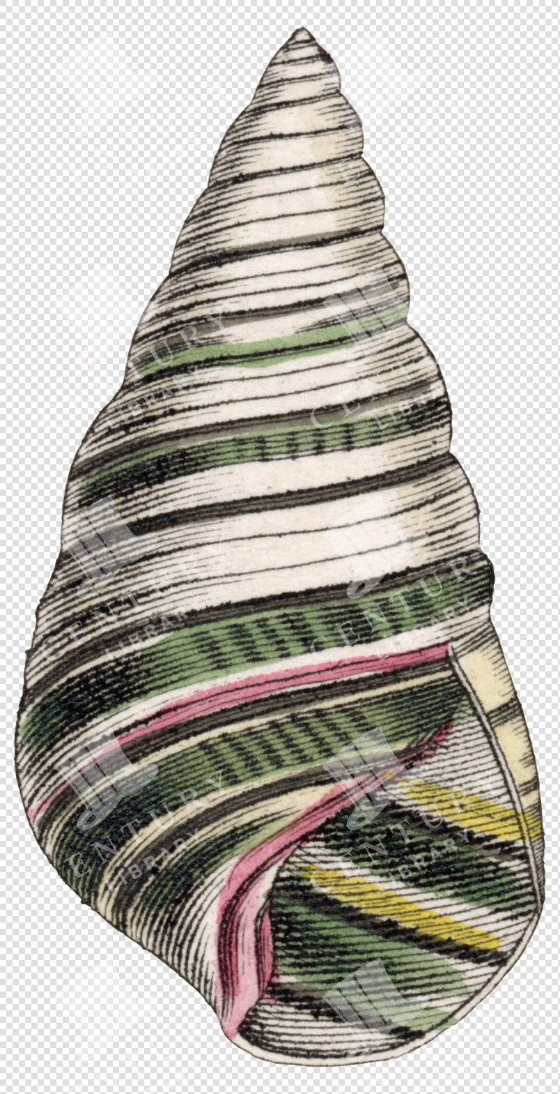 Striped Green