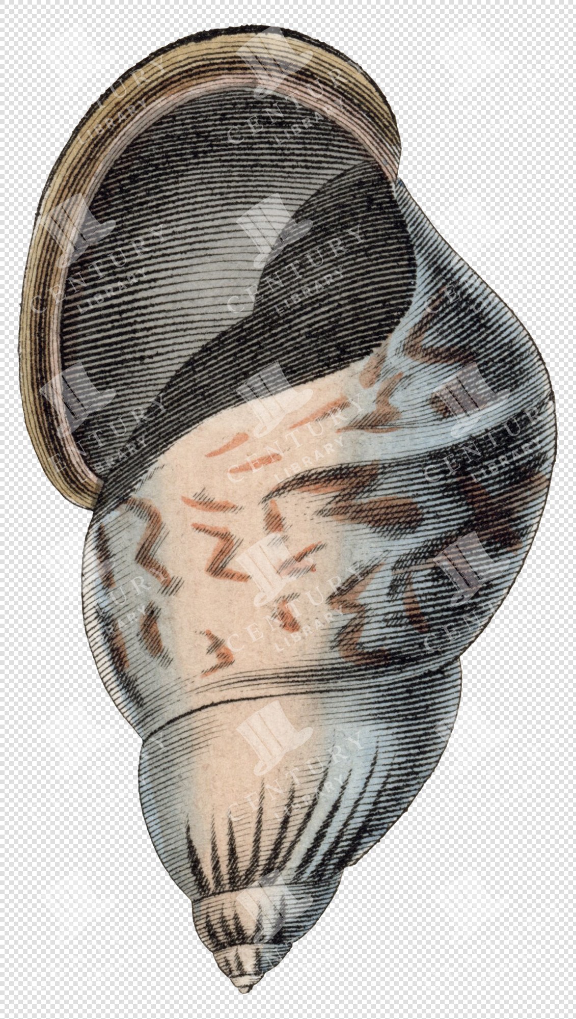 Beige and Black Spiral Shell PNG Illustration with Speckled Pattern and Transparent Background