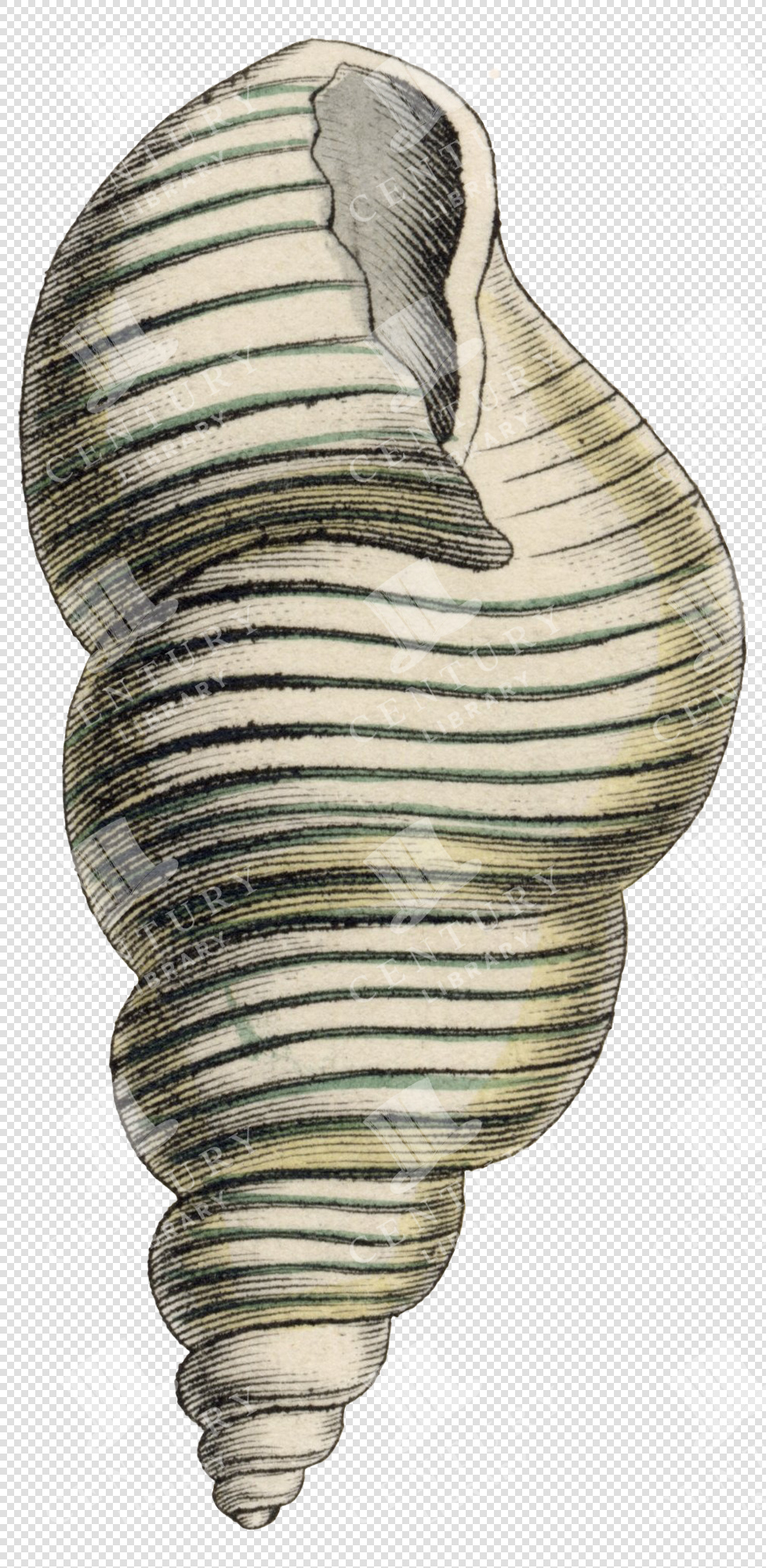 Striped Green and Beige Spiral Shell PNG Illustration with Ribbed Texture and Transparent Background