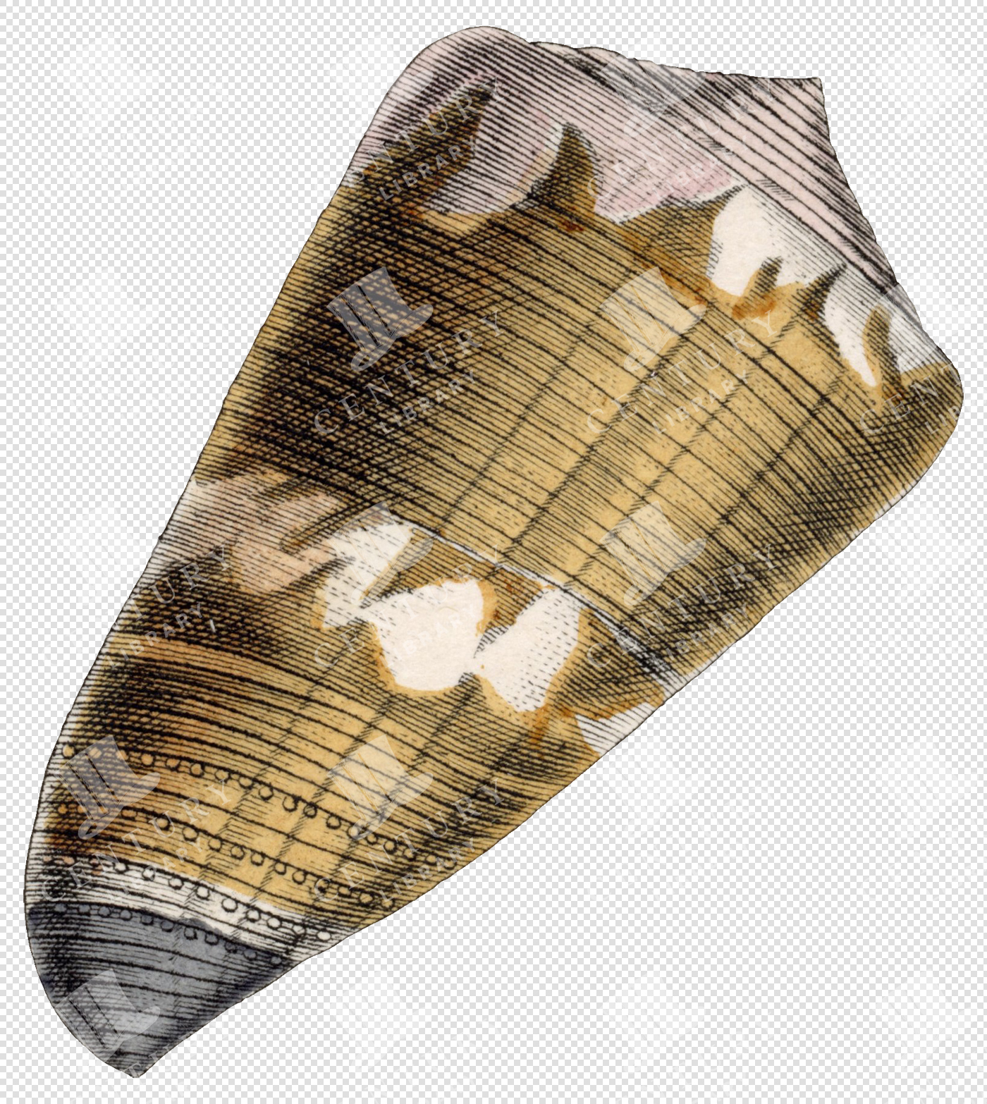 Beige and Brown Elongated Shell PNG Illustration with Striped and Dotted Texture – Transparent Background