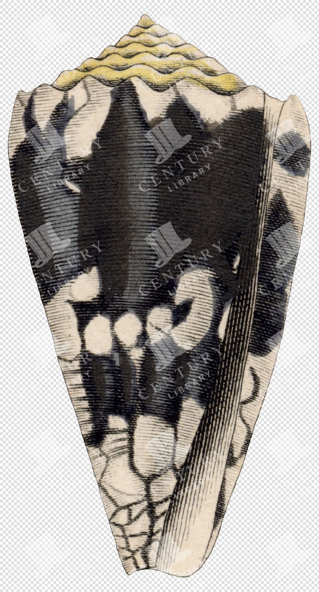 Black and Beige Cone Shell PNG Illustration with Textured Surface and Transparent Background