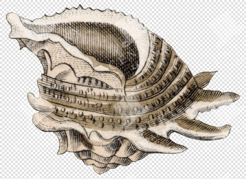 Beige and Brown Spiny Shell PNG Illustration with Ribbed and Textured Surface – Transparent Background