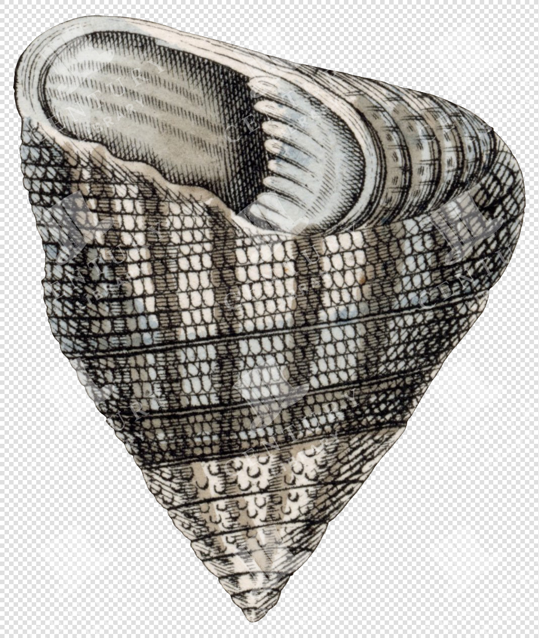 Beige and Black Textured Cone Shell PNG Illustration with Grid Pattern and Transparent Background