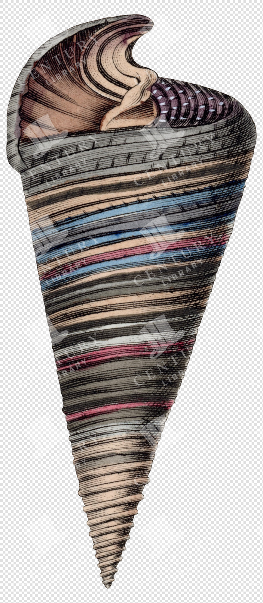 Striped Multicolor Cone Shell PNG Illustration with Ribbed Texture and Transparent Background