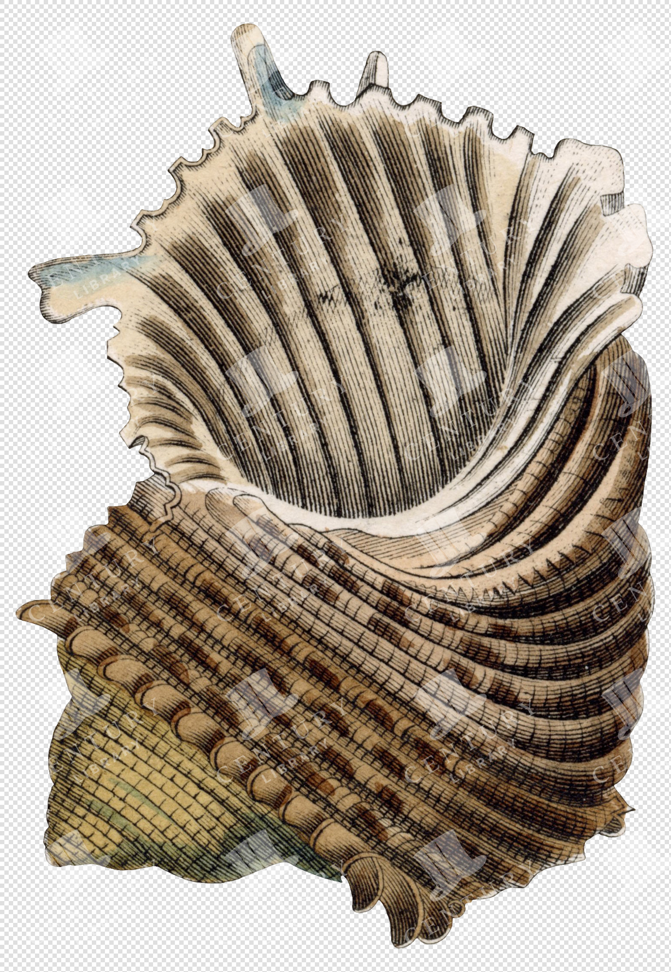 Ornate Ribbed Spiral Shell PNG Illustration with Spiked Edges and Transparent Background