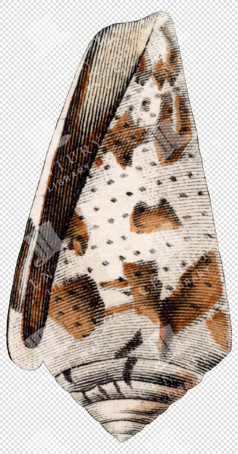Spotted and Speckled Cone Shell Illustration with Transparent Background for Collage and Overlays
