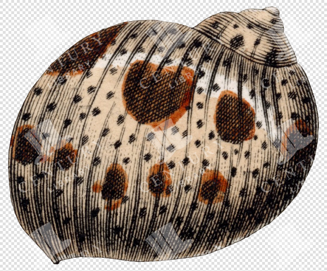 Spotted and Ridged Sea Shell Illustration with Transparent Background for Digital Collage Use