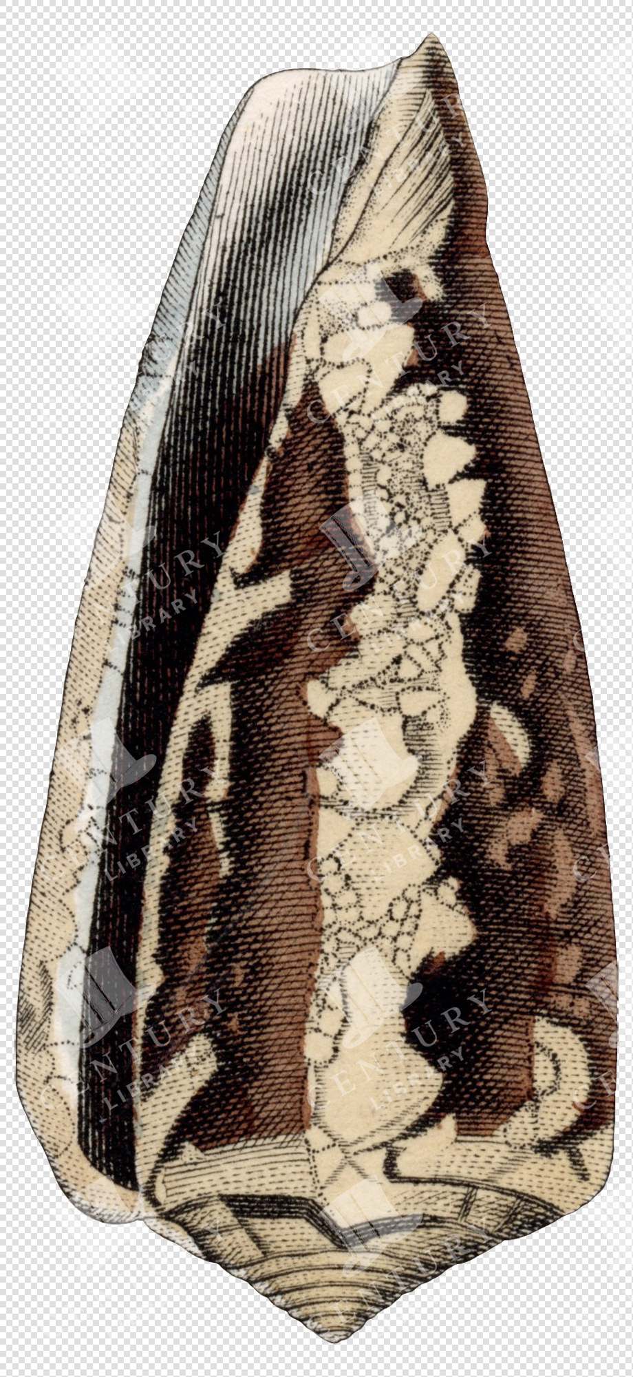 Striped and Patterned Cone Shell Illustration with Transparent Background for Digital Projects