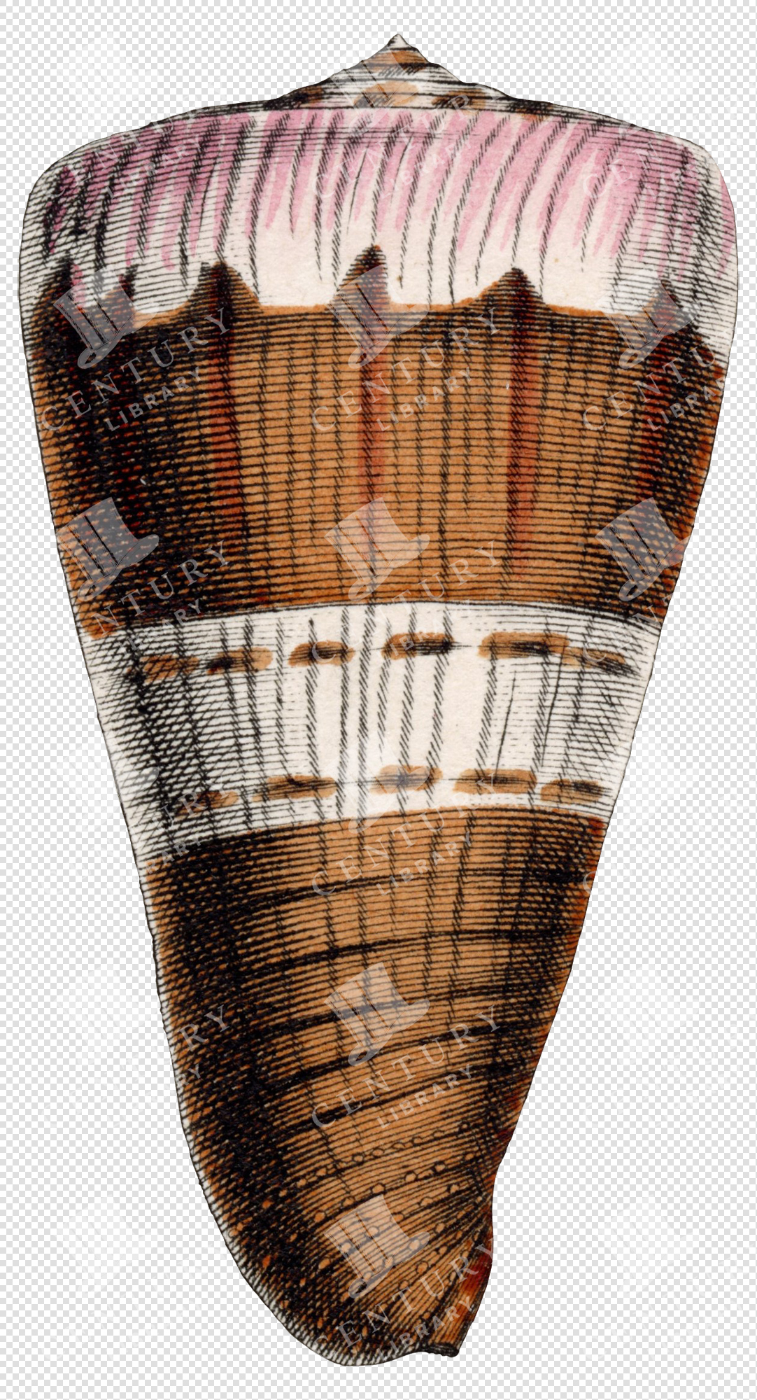 Brown and Pink Banded Cone Shell Illustration with Transparent Background for Graphic Design