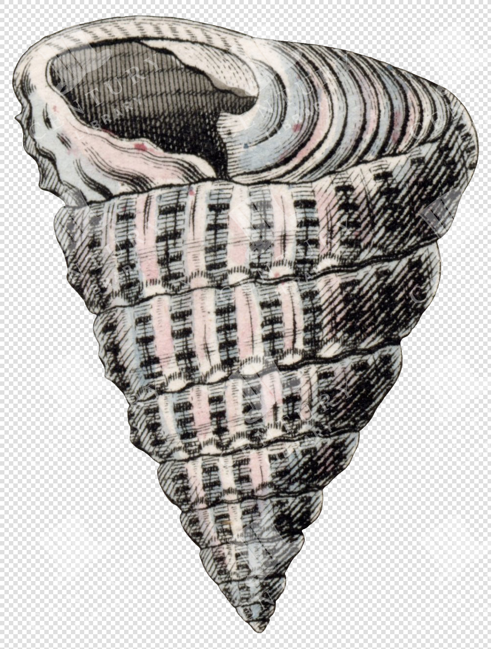 Pink and Black Textured Spiral Shell Illustration with Transparent Background for Collage Projects
