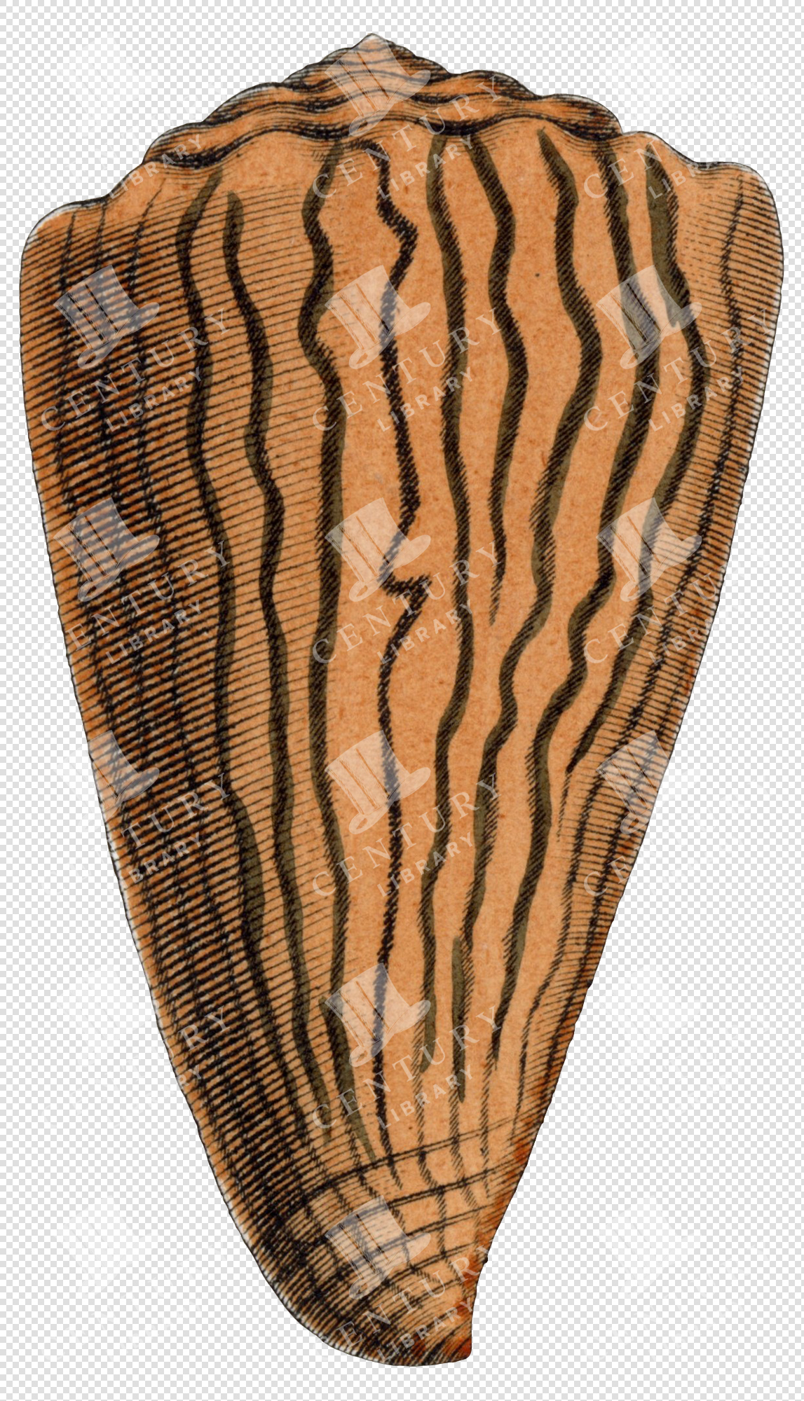 Striped Orange and Black Shell Illustration with Wavy Pattern – Transparent PNG for Collage Use