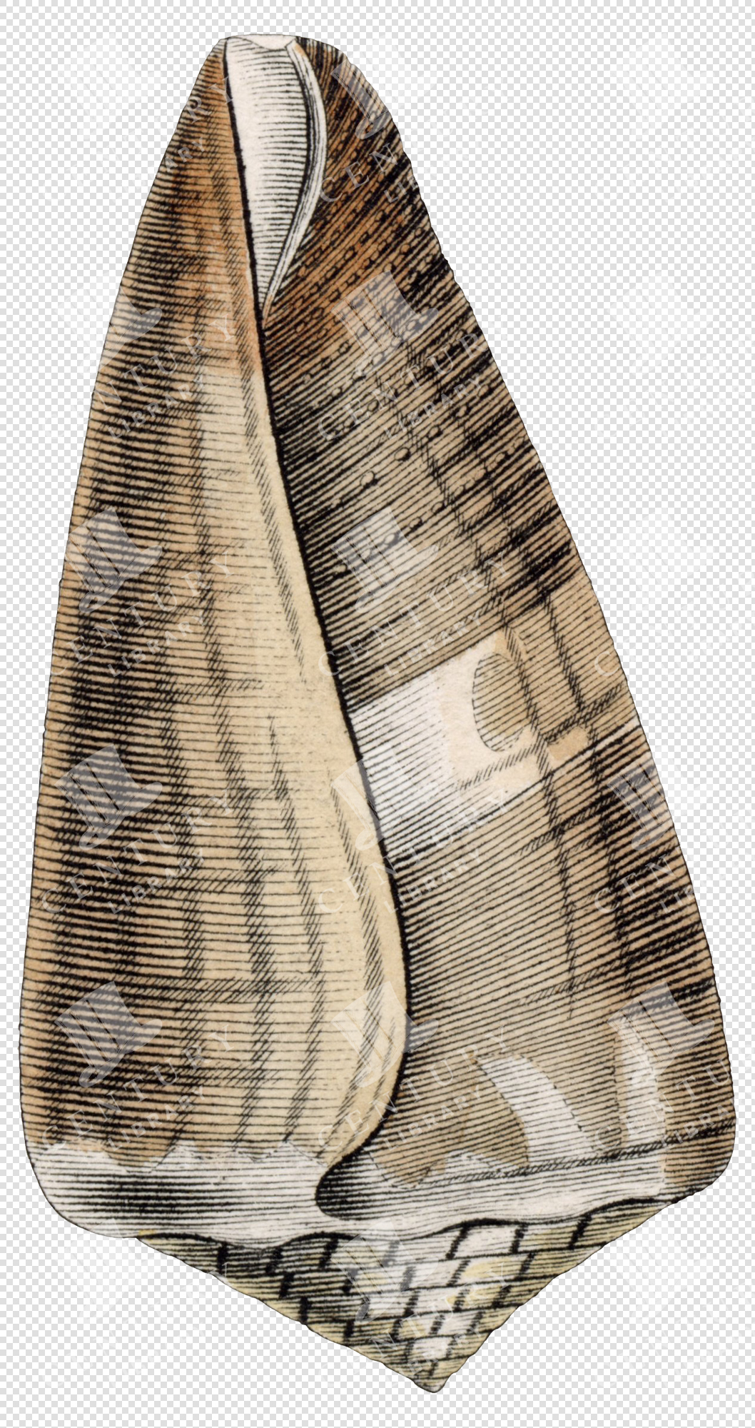 Antique Shell Illustration with Striped Beige and Brown Pattern – Transparent PNG Clipart
