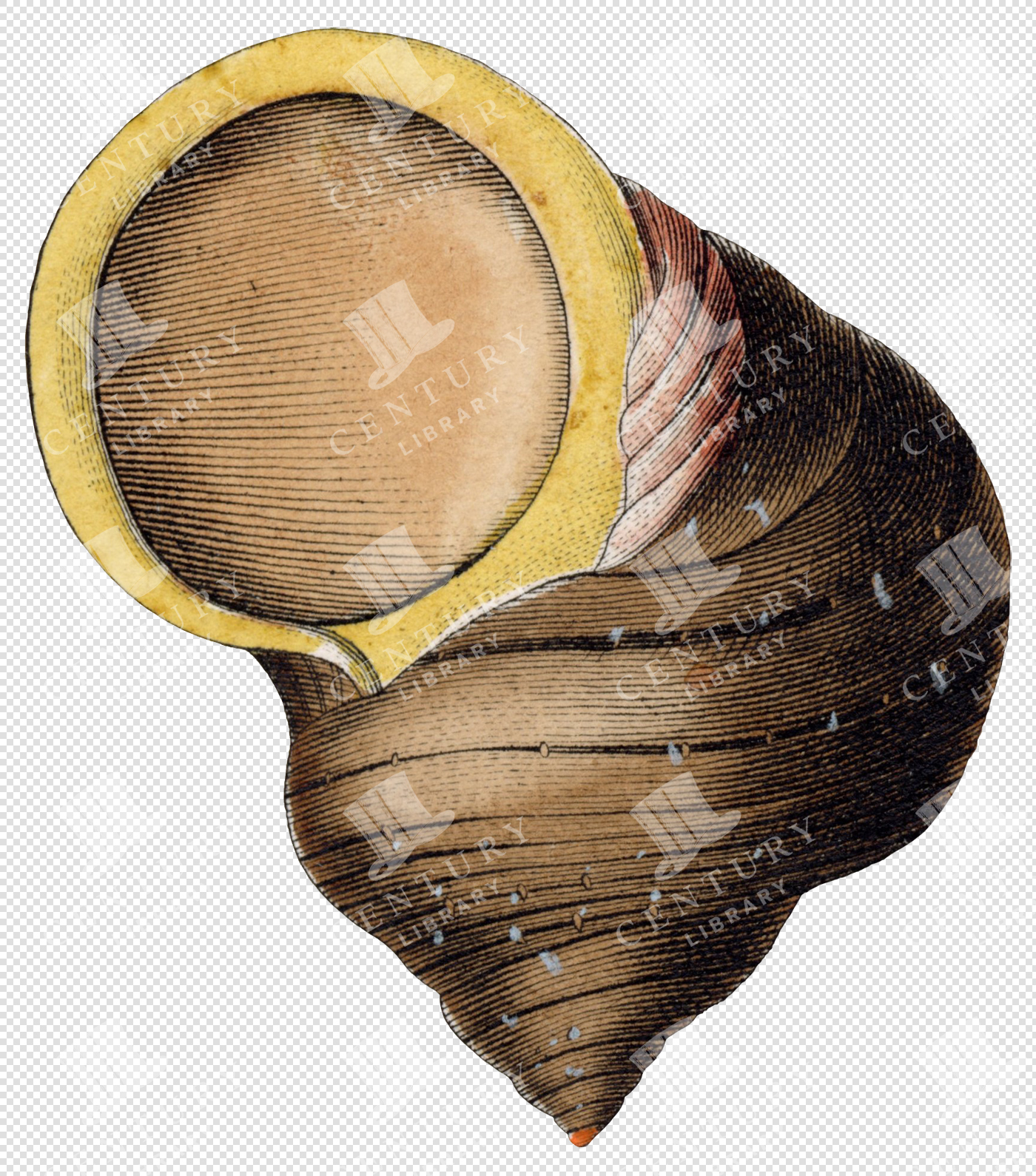 Antique Shell Illustration with Yellow and Brown Spiral Pattern – Transparent PNG Clipart