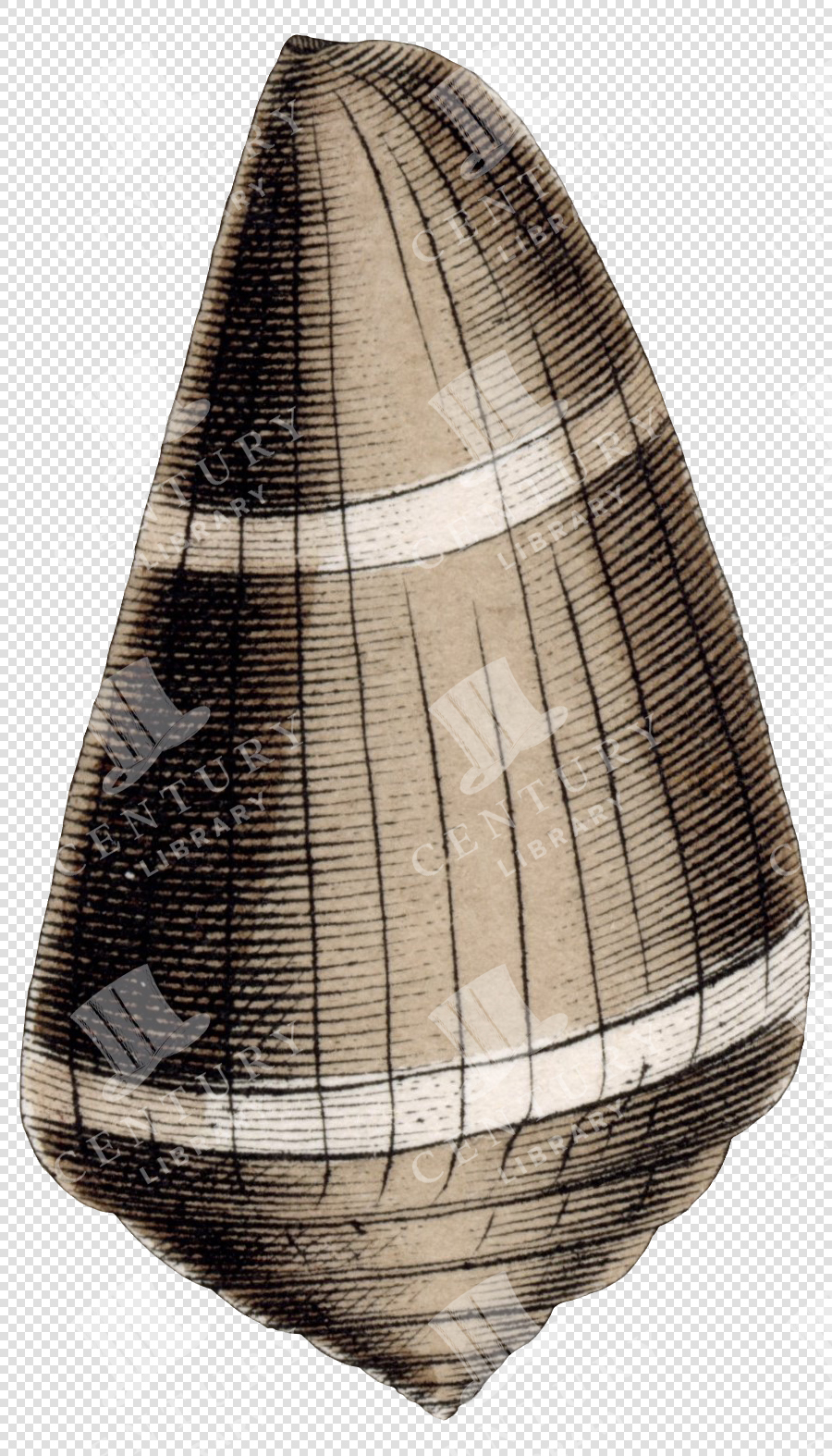 Antique Cone Shell Illustration with Fine Black Lines and Two White Bands – Transparent PNG