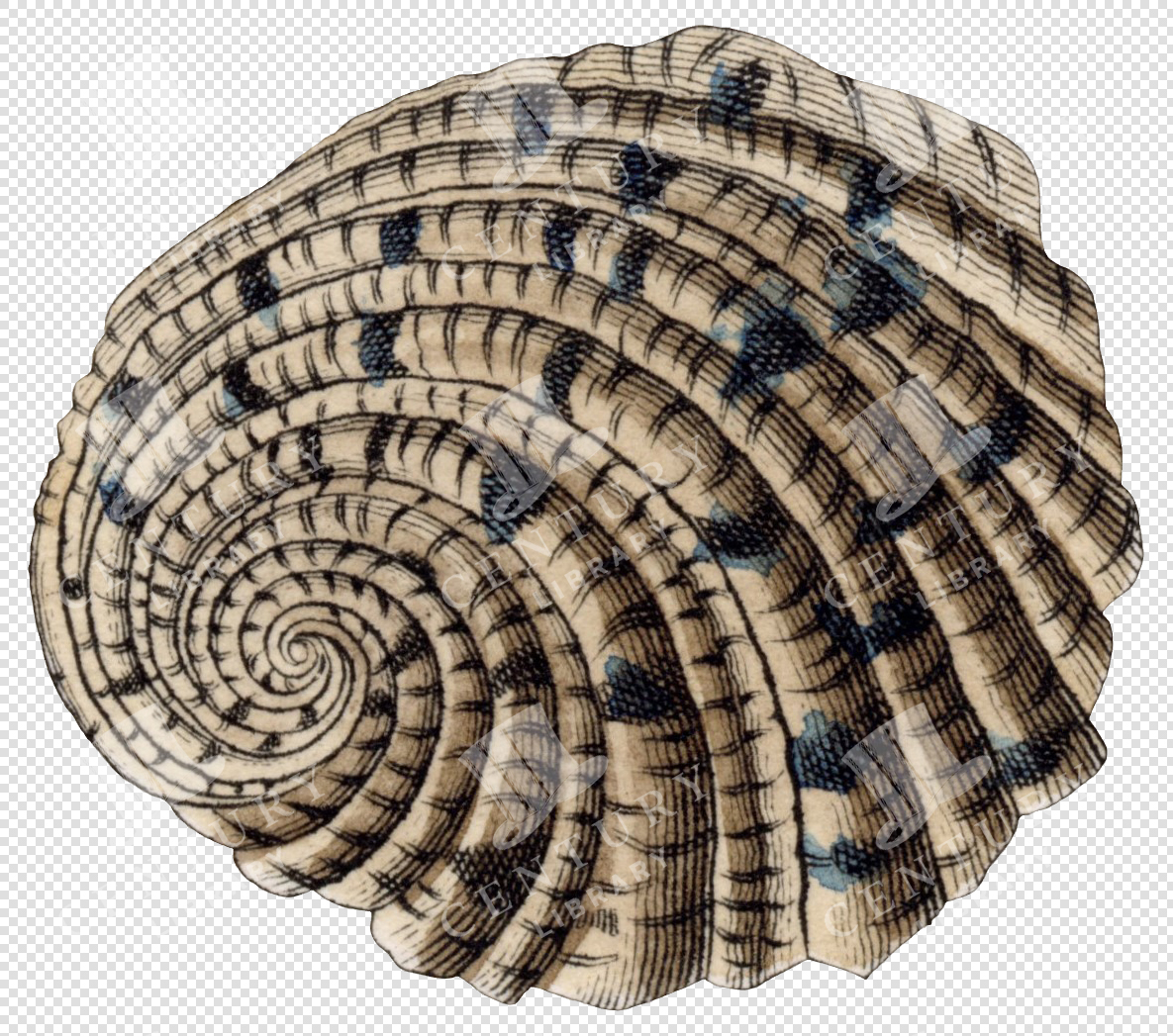 Antique Spiral Shell Illustration with Black Markings and Ribbed Texture – Transparent PNG