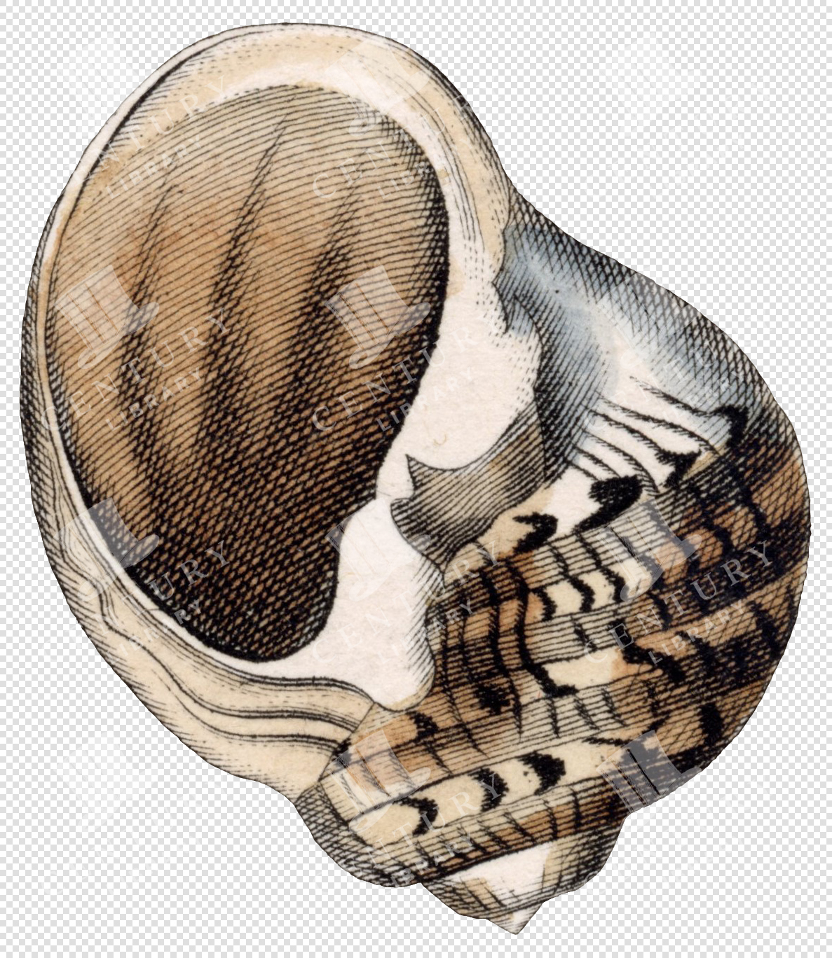 Antique Marine Shell Illustration with Smooth Inner Surface and Textured Outer Bands – Transparent PNG