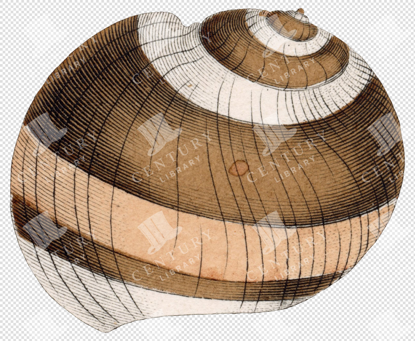 Antique Spiral Shell Illustration with Brown and White Bands – Transparent Marine PNG
