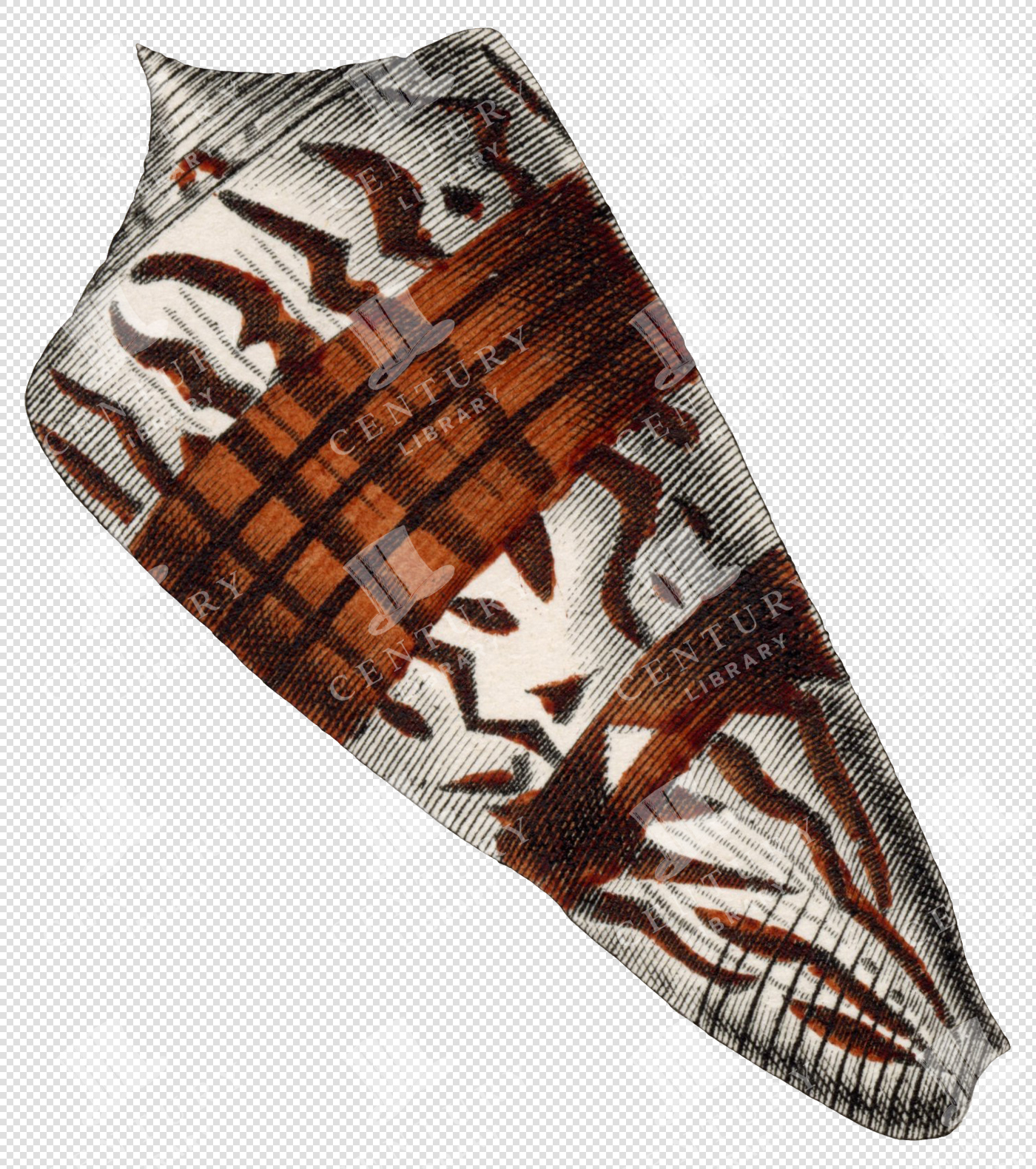 Antique Spotted Shell Illustration with Bold Red Bands – Transparent Marine Specimen PNG