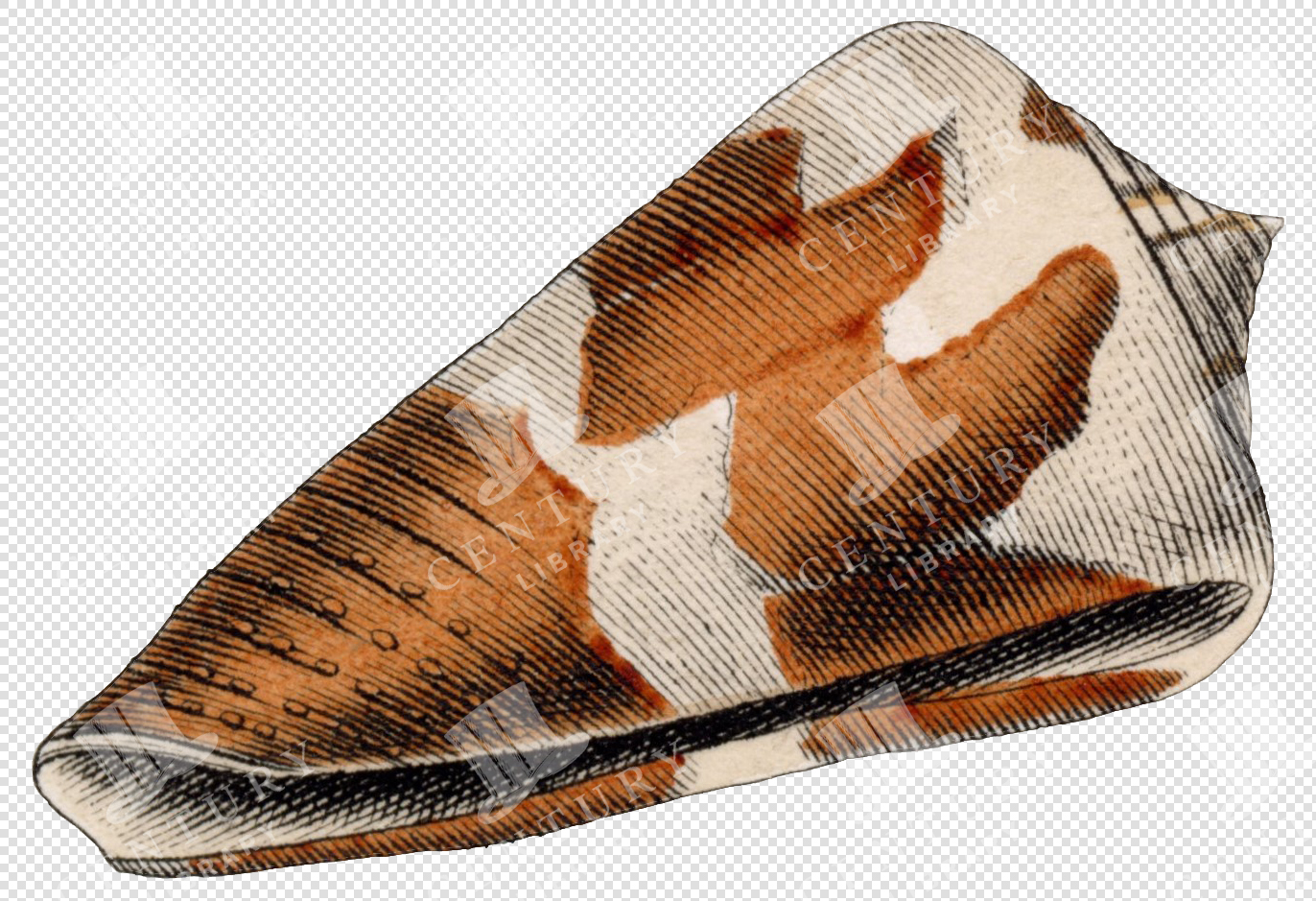 Antique Patterned Shell Illustration with Speckled Brown and White Markings – Transparent PNG