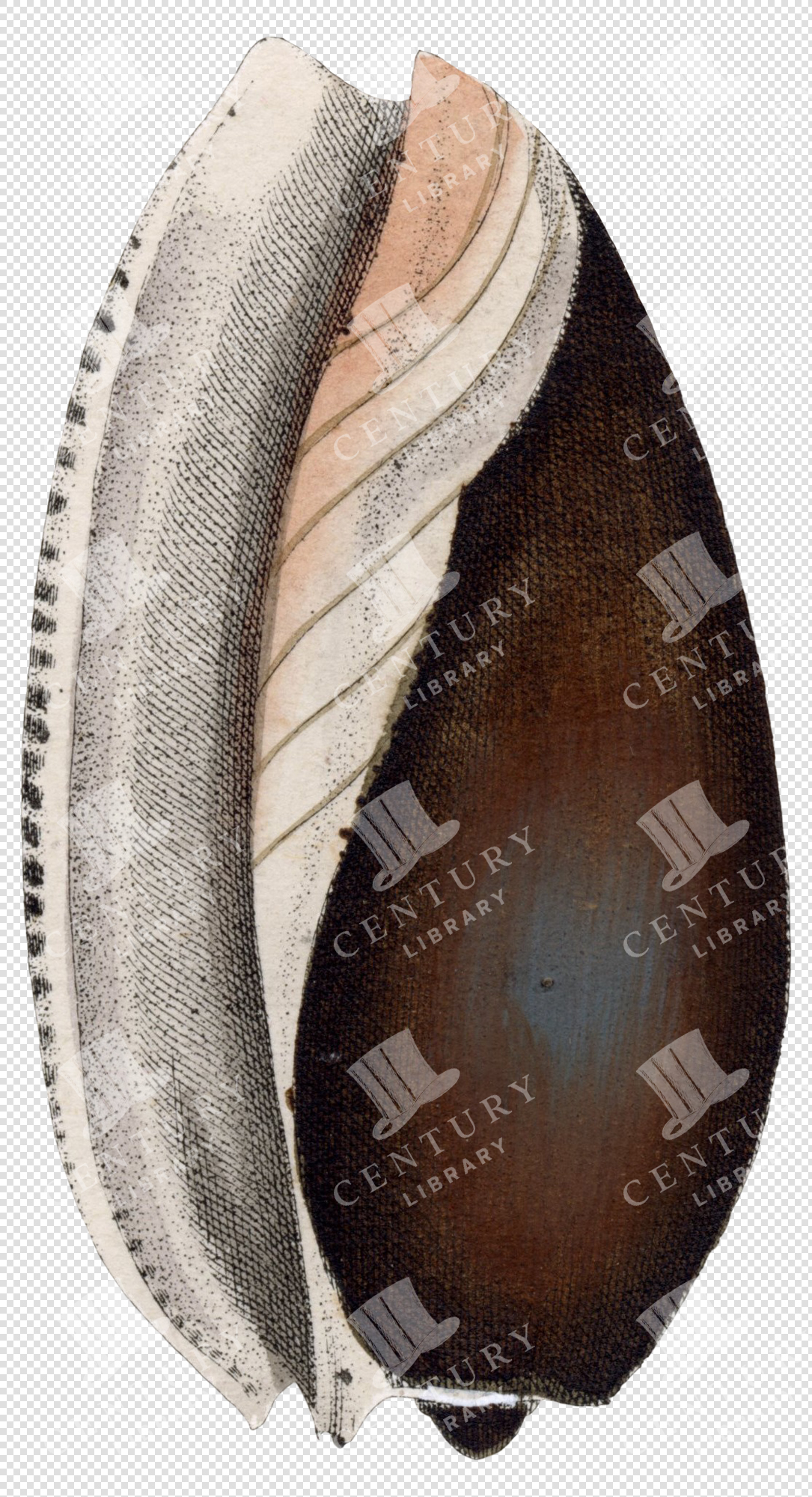 Antique Brown Shell Illustration with Spiral Ridge and Textured Surface – Transparent PNG