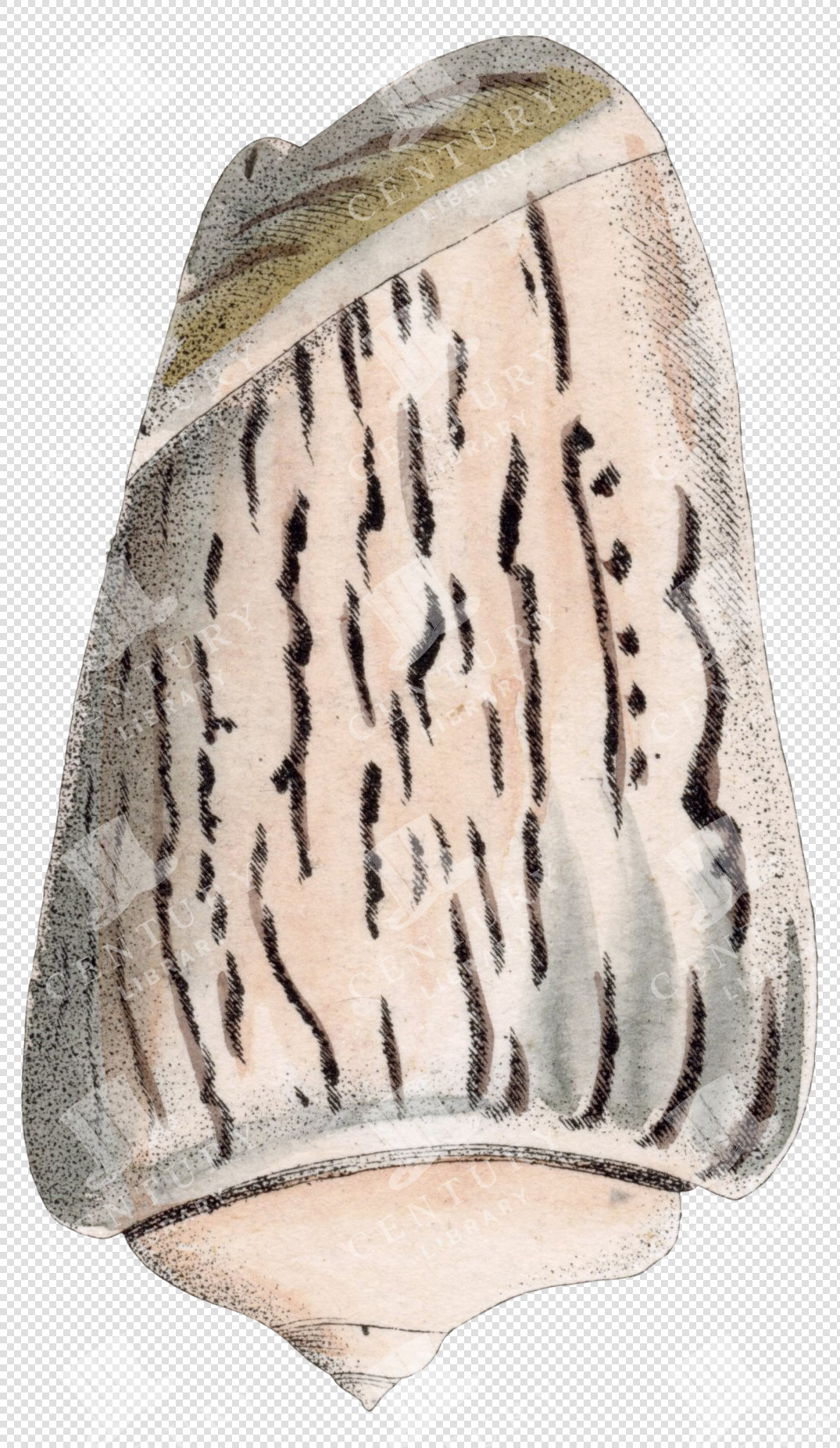 Antique Seashell Illustration with Vertical Black Streaks and Soft Pink Tones – Transparent PNG