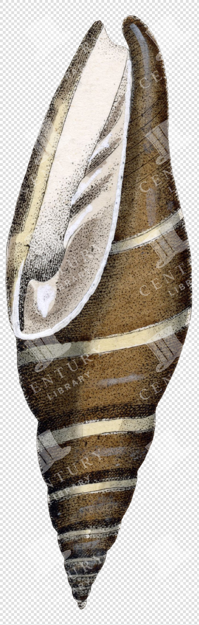 Antique Spiral Seashell Illustration with Brown Bands and Textured Surface – Transparent PNG